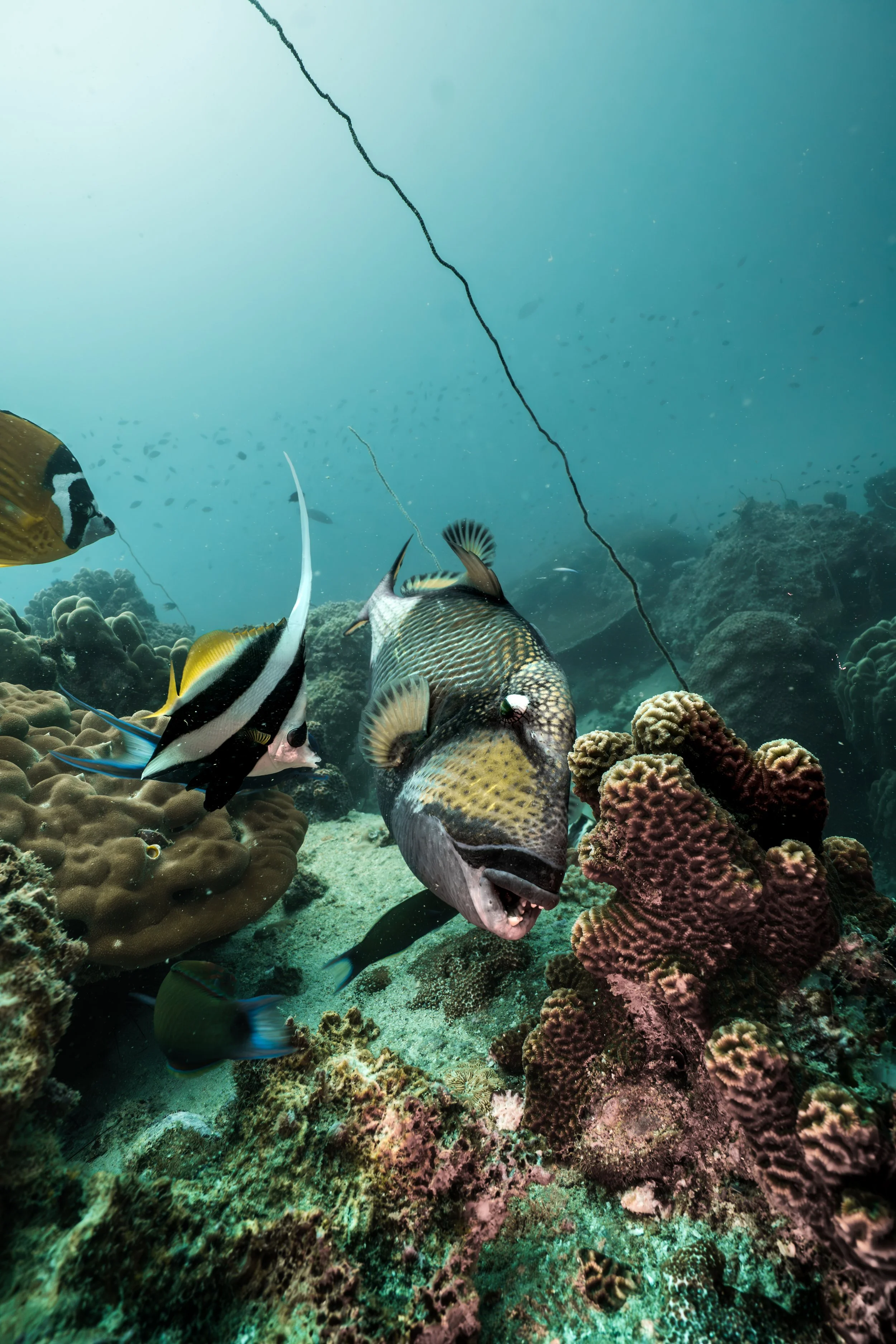 triggerfish.jpg