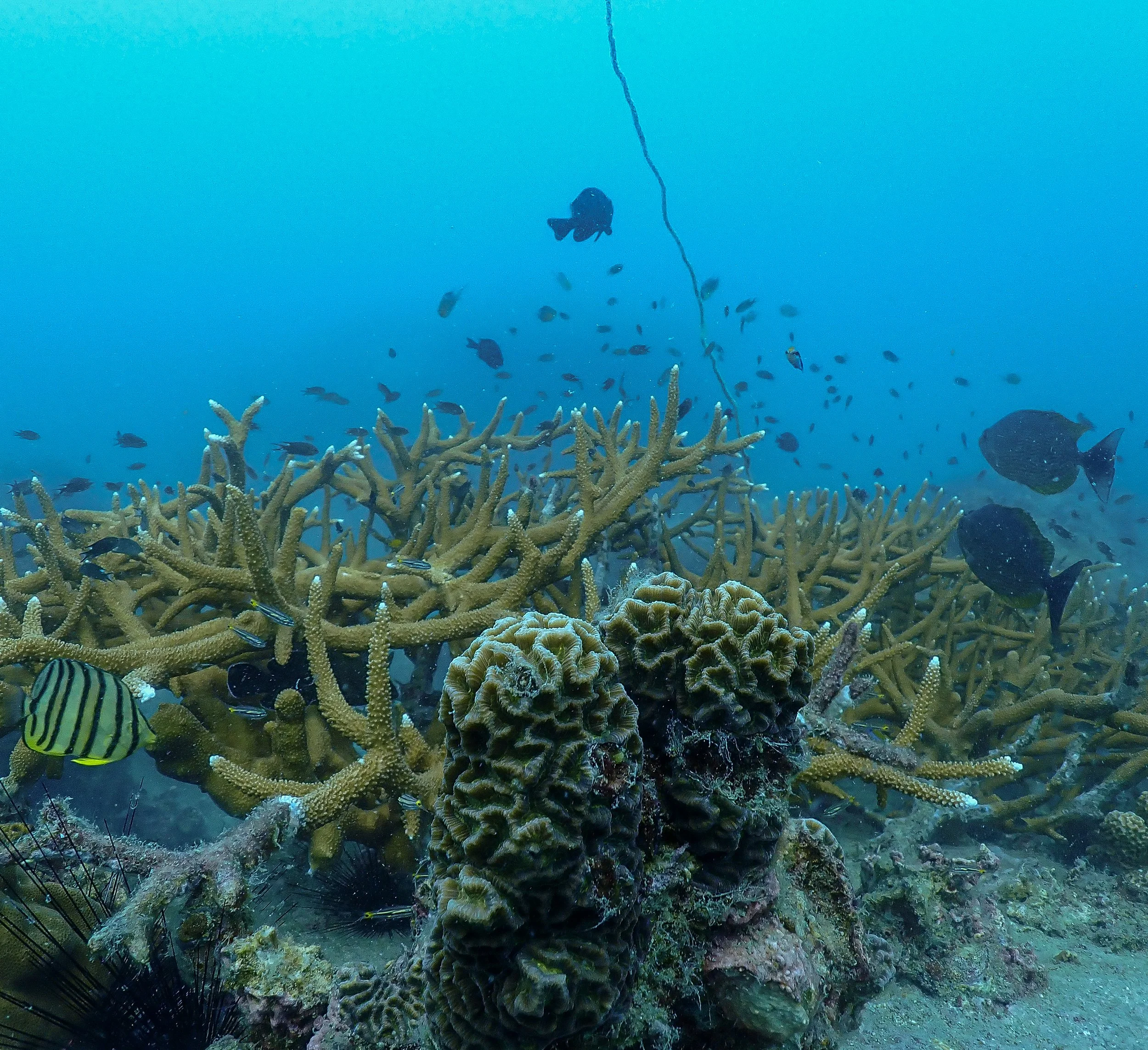 bannerfishwhiterock-1.jpg