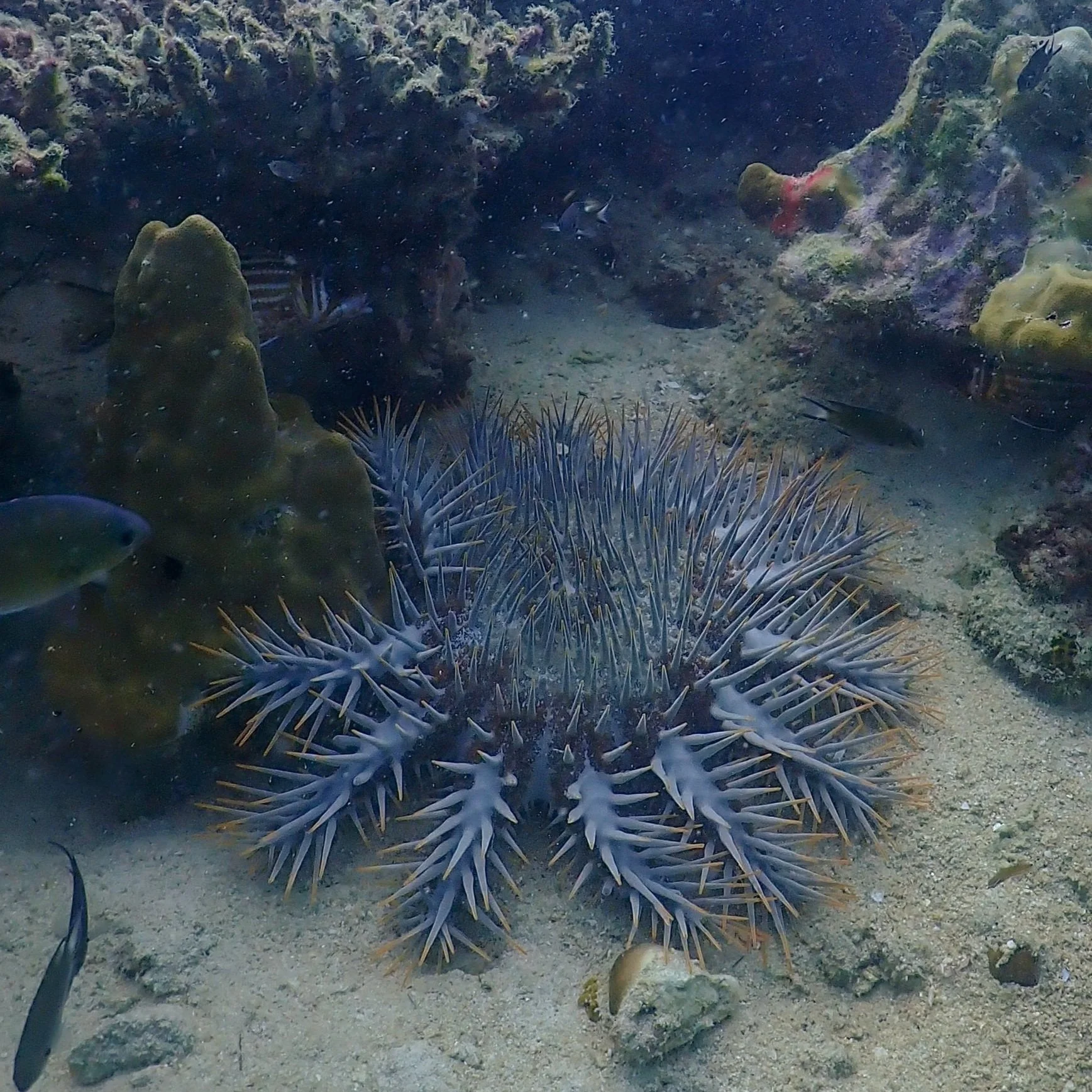 crownofthorns2edit.jpg