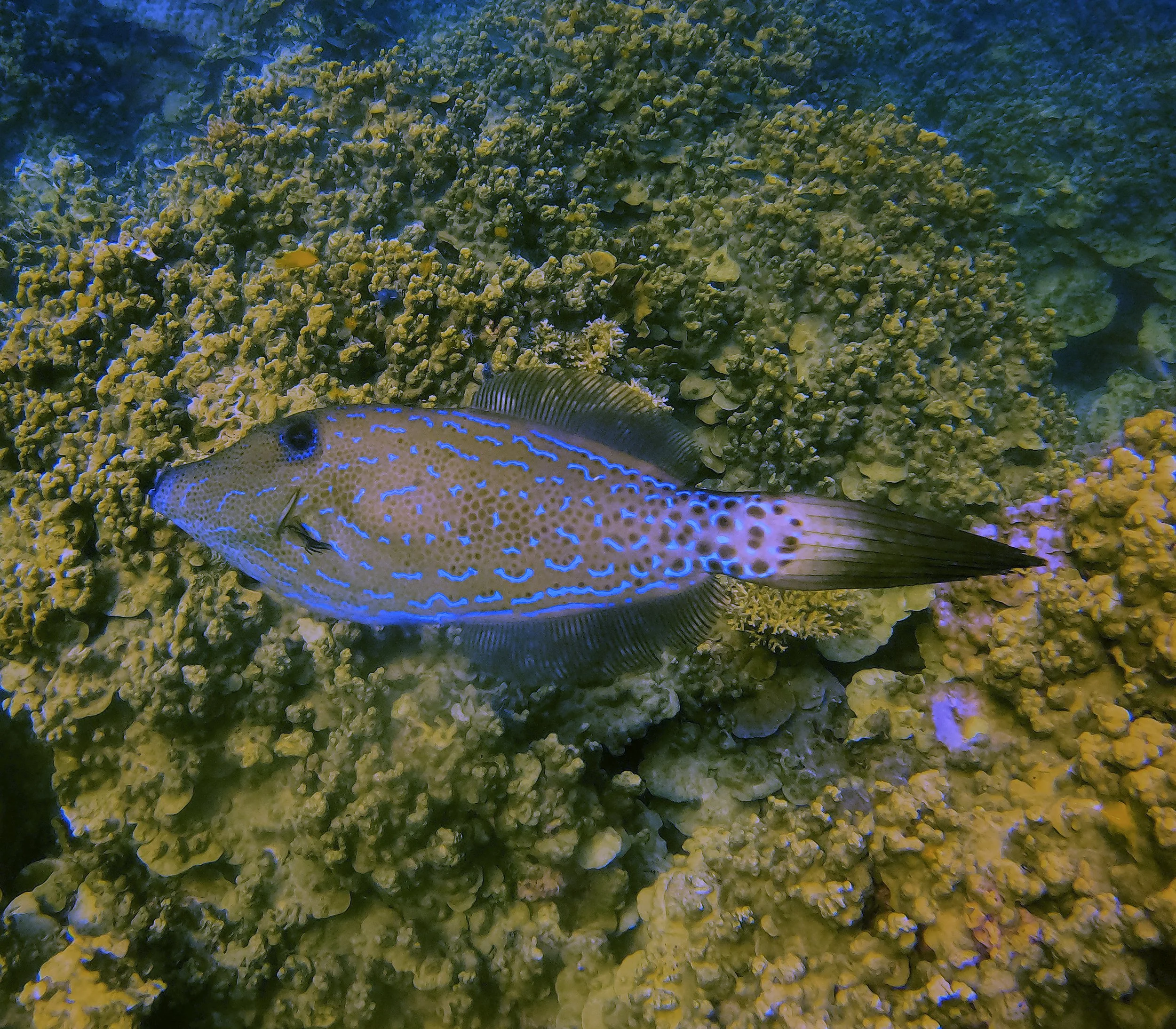 filefish6.jpg