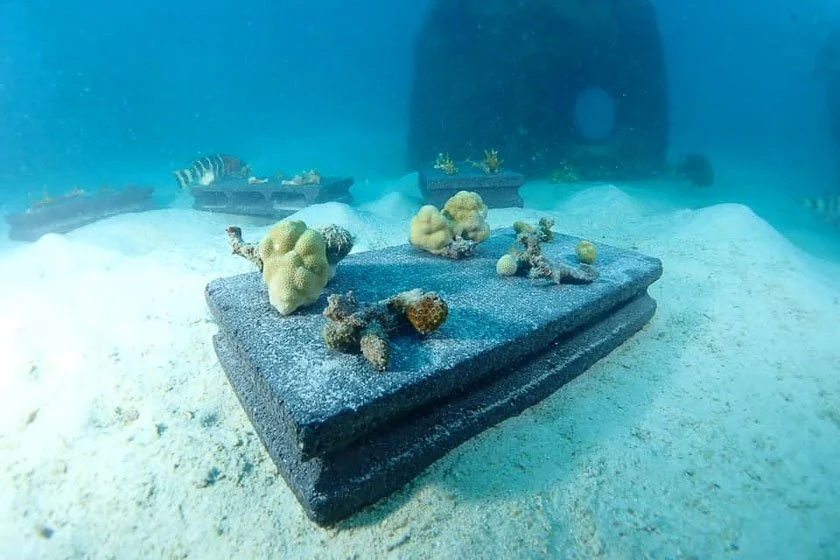 bans marien conservation.jpg