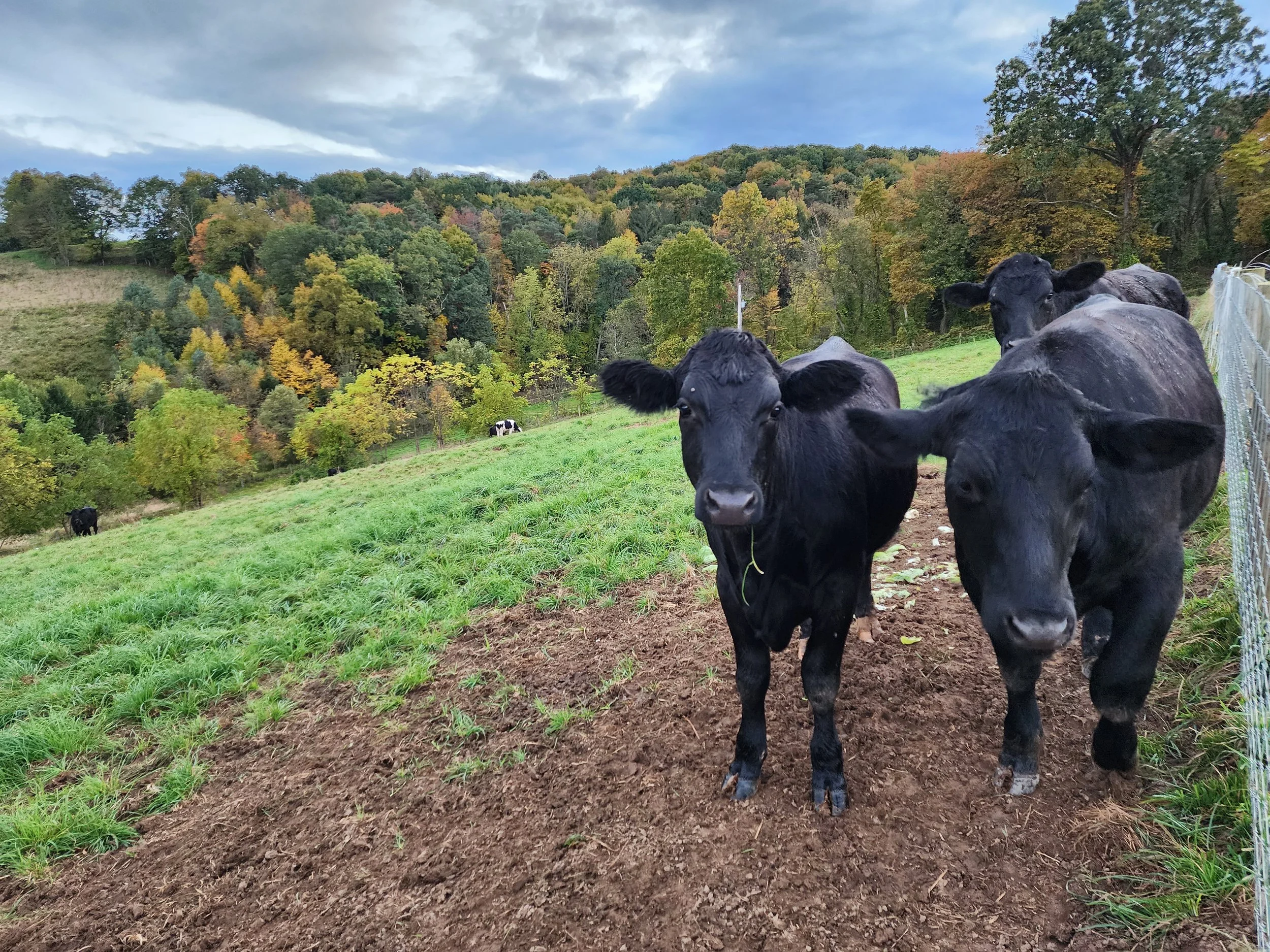 Two black cows standing in a field.
