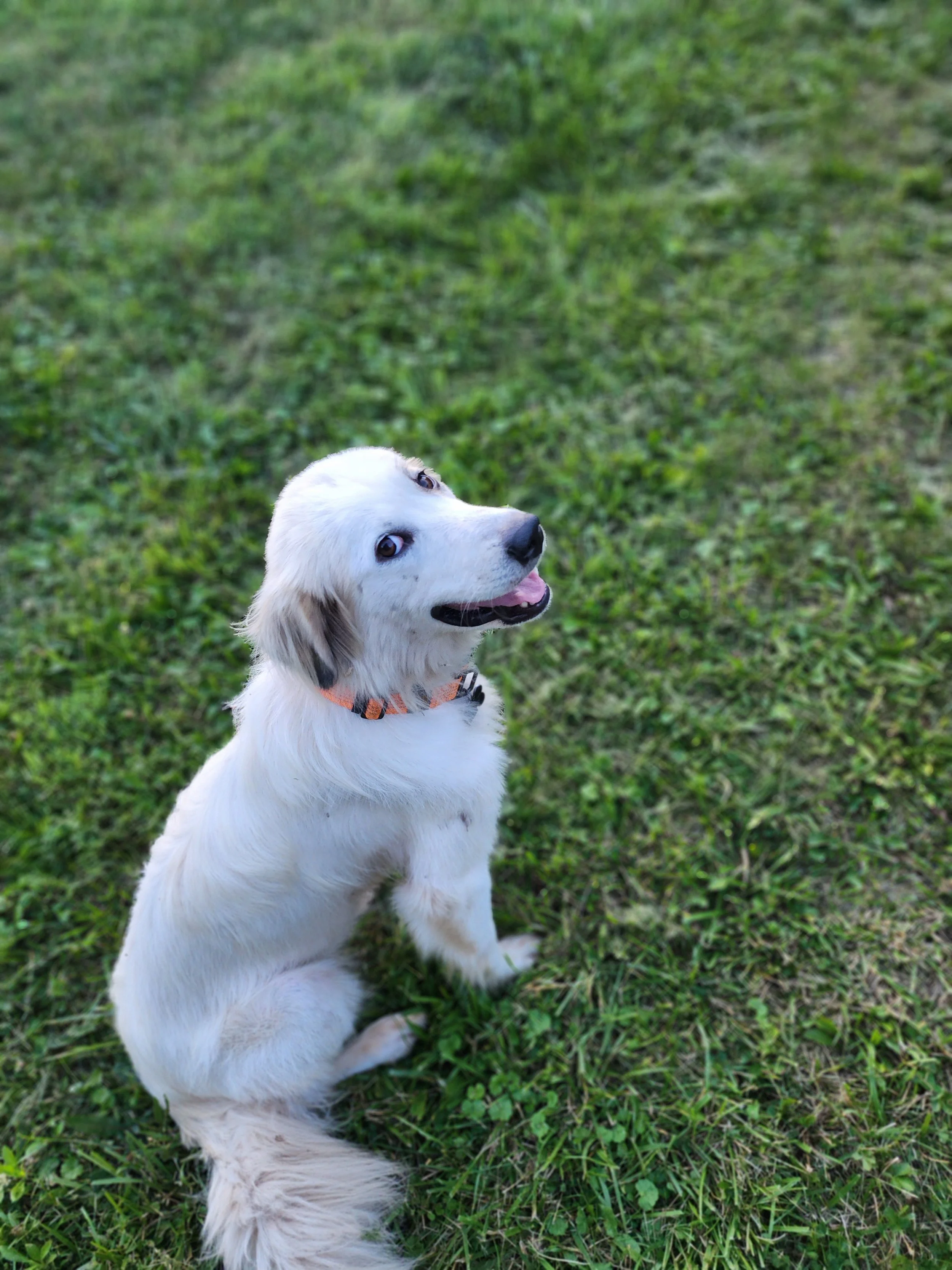 white dog sitting on haunches smiling at camera with tongue hanging out, wearing an orange color in a field of green grass and dandelion