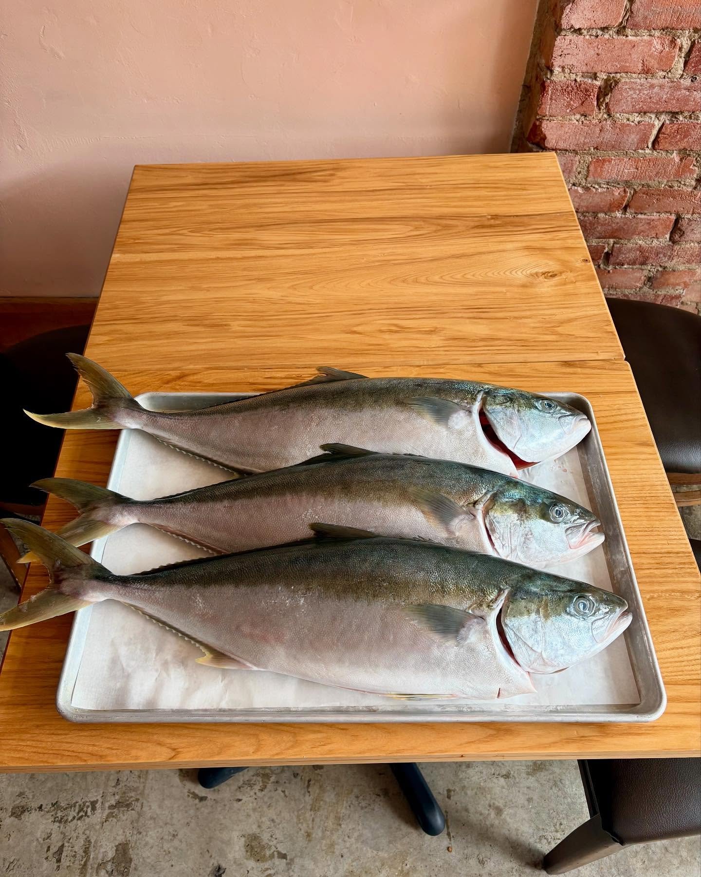 Yellow Amberjack for our cold smoker. We&rsquo;ll be serving grilled collars and belly (the best part of the fish) this weekend.