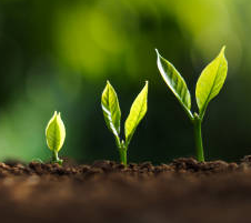 new plants.png