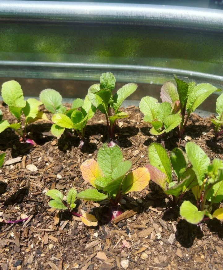 hope your summer is rad! 🫜

this is our first time trying veggies from seed and it makes me stupid happy to see them grow. 

- harvesting 
- harvested 
- april 
- may
- june 
- july (the radishes started to flower while we were out of town, which is
