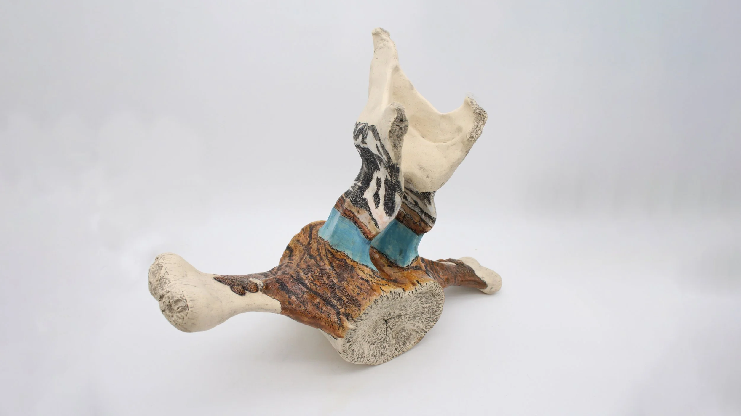 Bowhead whale (Balaena mysticetus) vertebrae