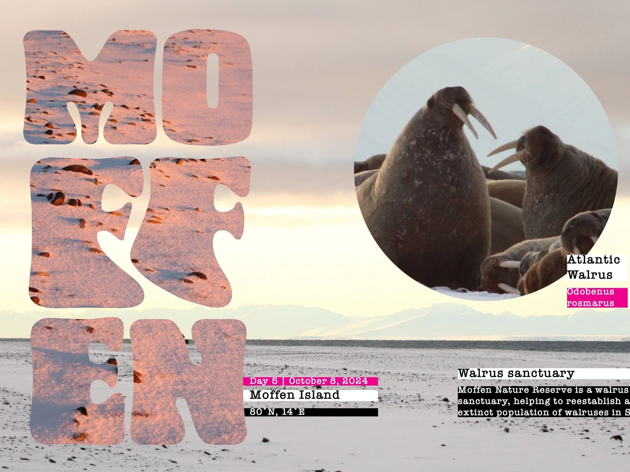 Moffen Island, Svalbard