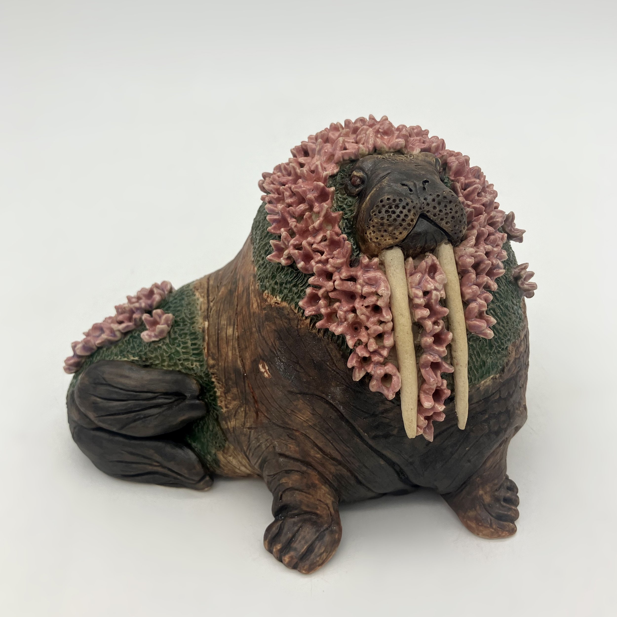 Walrus with Moss Campion