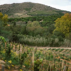 Lea Angles Rvt Léah Anglès — Zev Rovine Selections