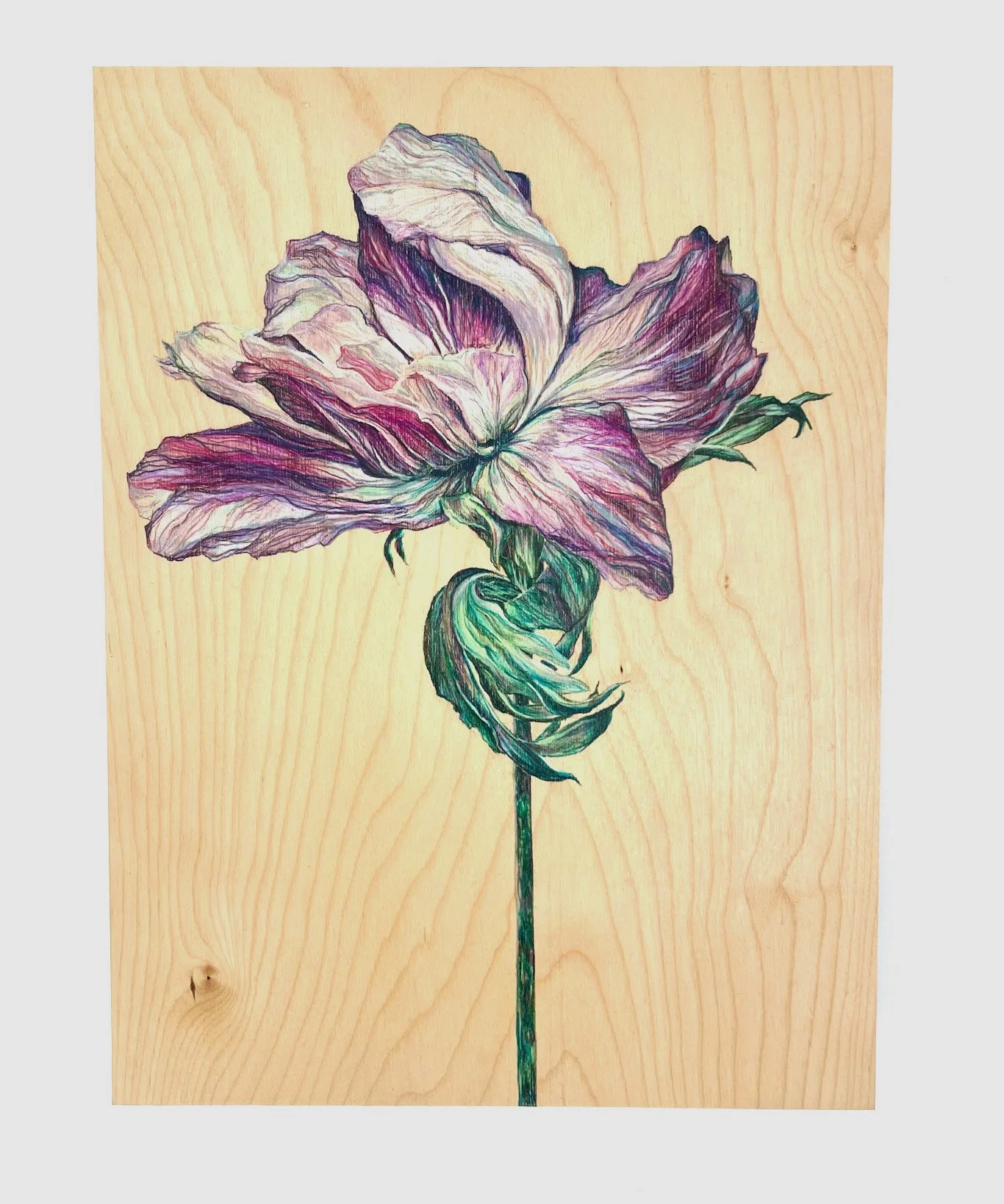  Poppy , 2024 Pencil on wood panel 16"x12"x1.75" $450
