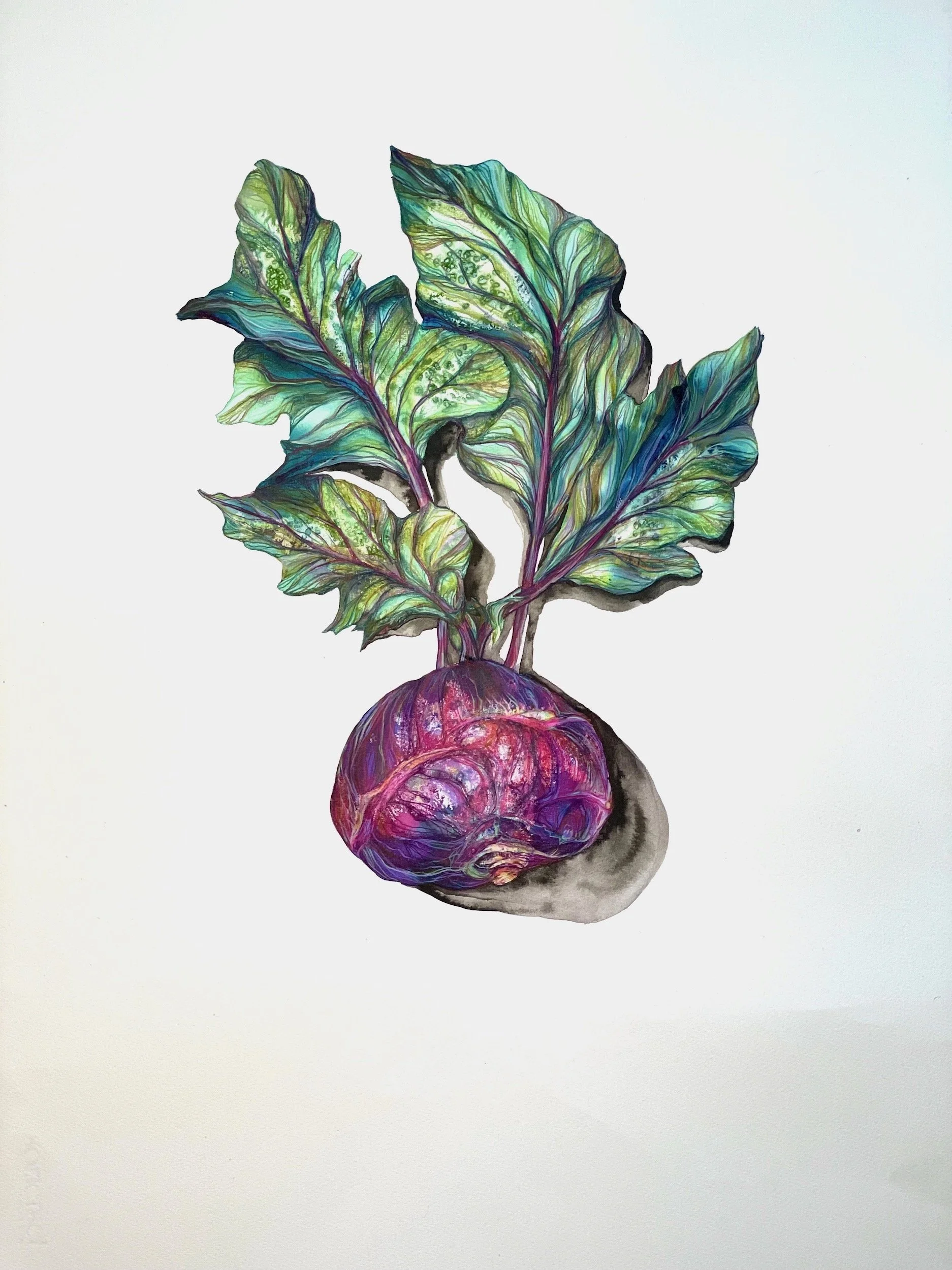  Kohlrabi , 2025 Pencil and ink on paper 30"x22"" $1000