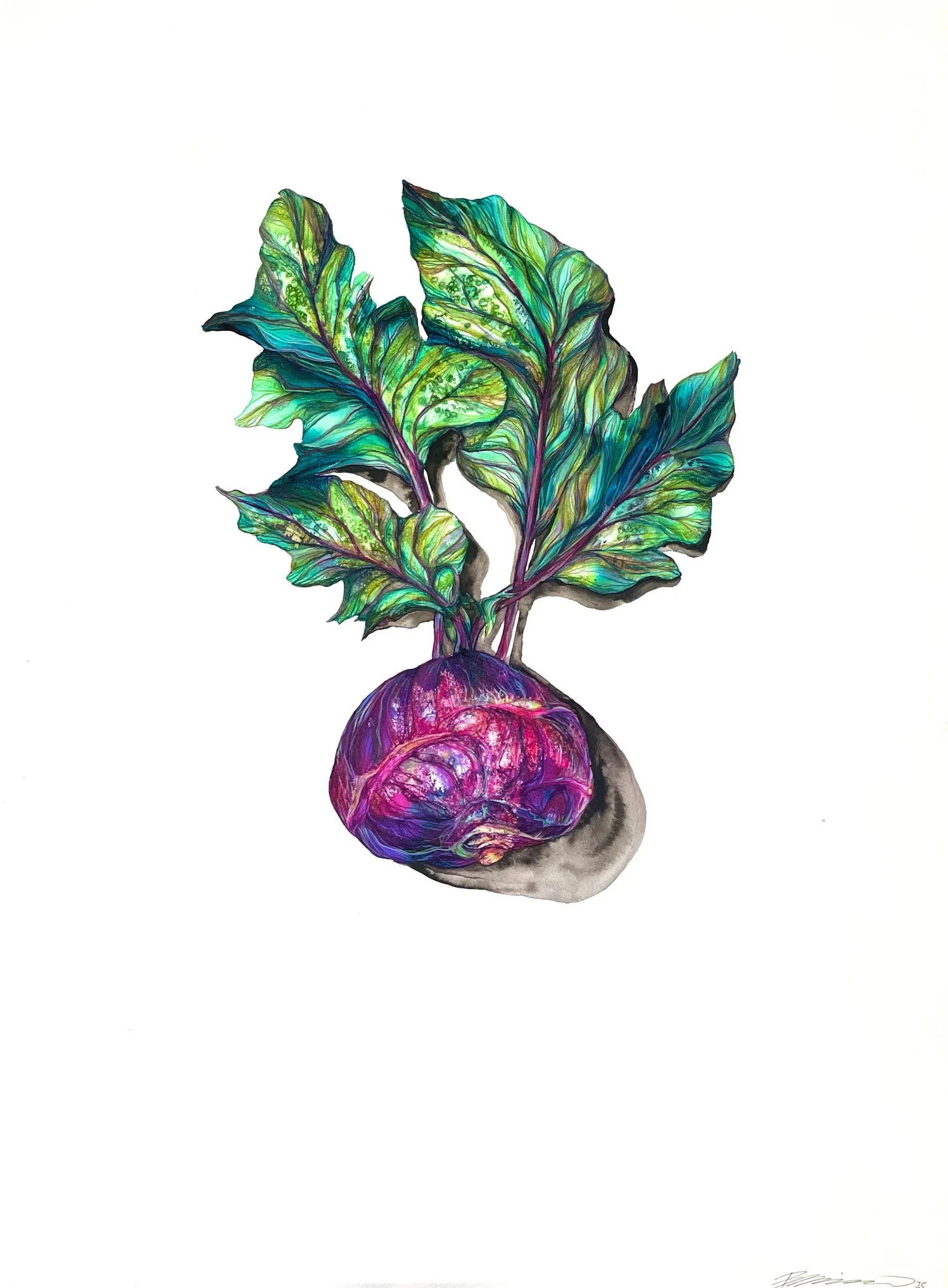  Kohlrabi , 2025 Pencil and ink on paper 30"x22"" $750
