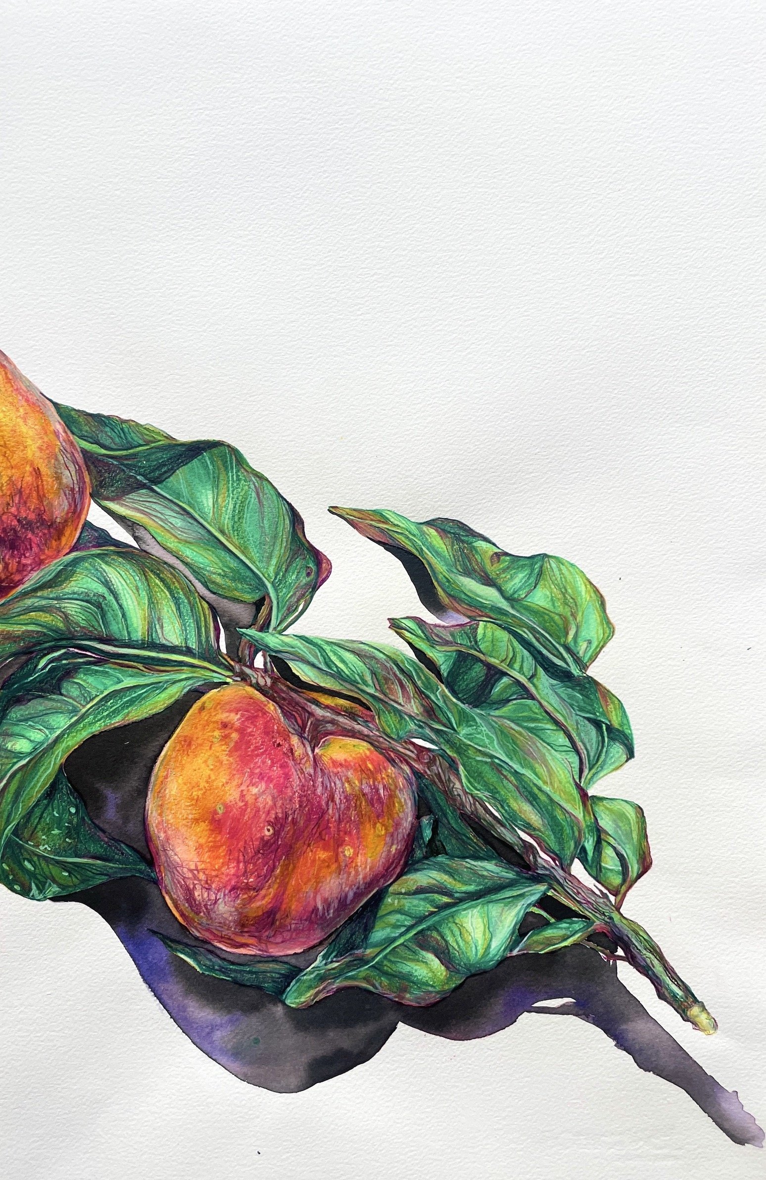  Peaches in Shadow , 2024 Archival Print (Edition of 10), Ink on watercolor paper 20"x16" $175