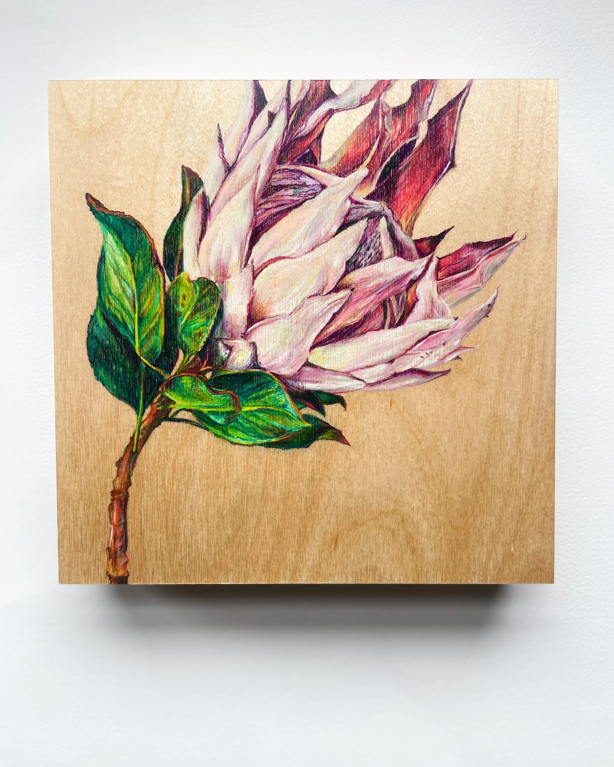  Protea , 2024 Pencil on wood panel 8"x8"x2"  $400  SOLD