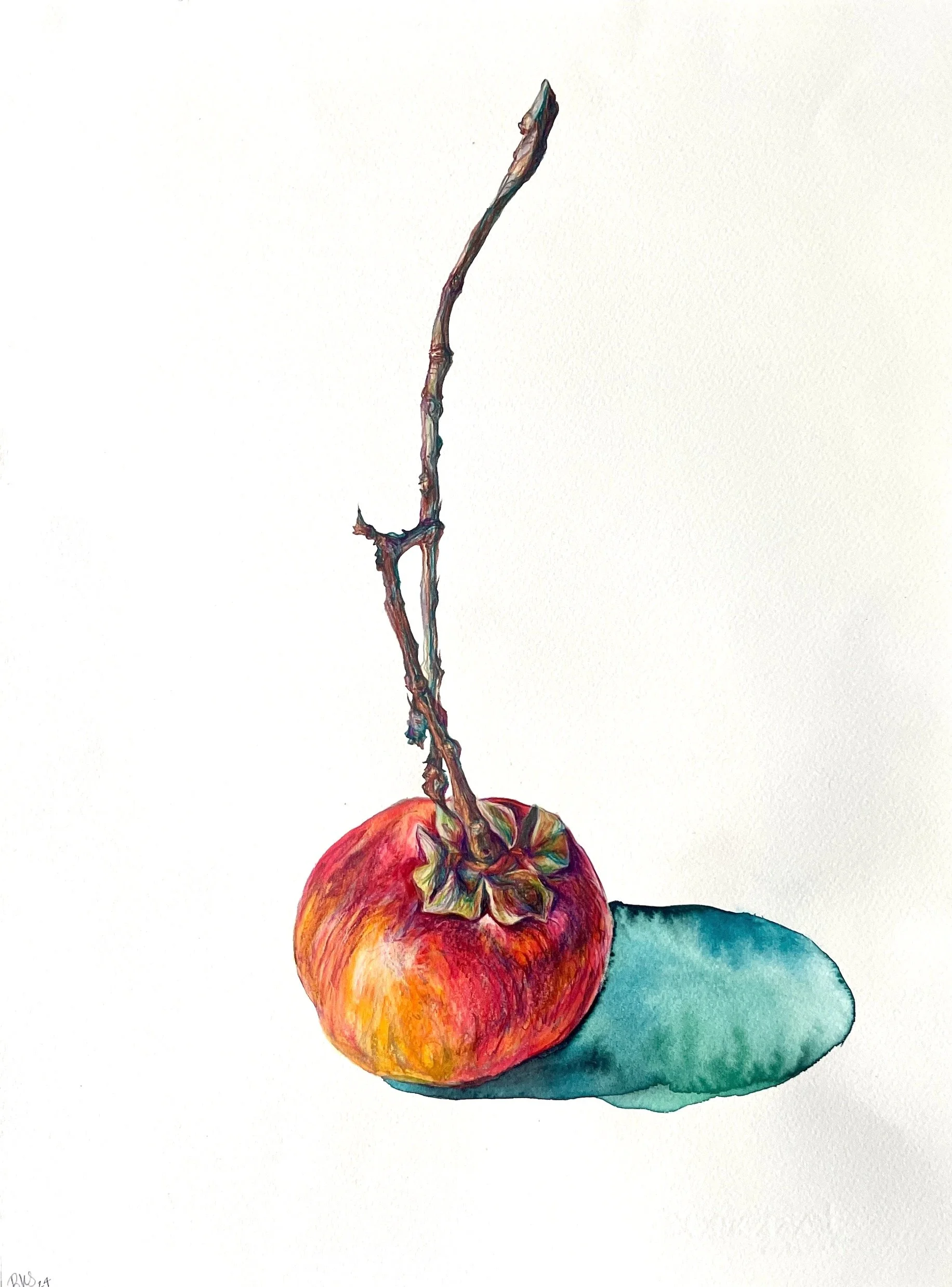  Persimmon 1 , 2024 Pencil, ink and watercolor on paper 18"x13.75" $500