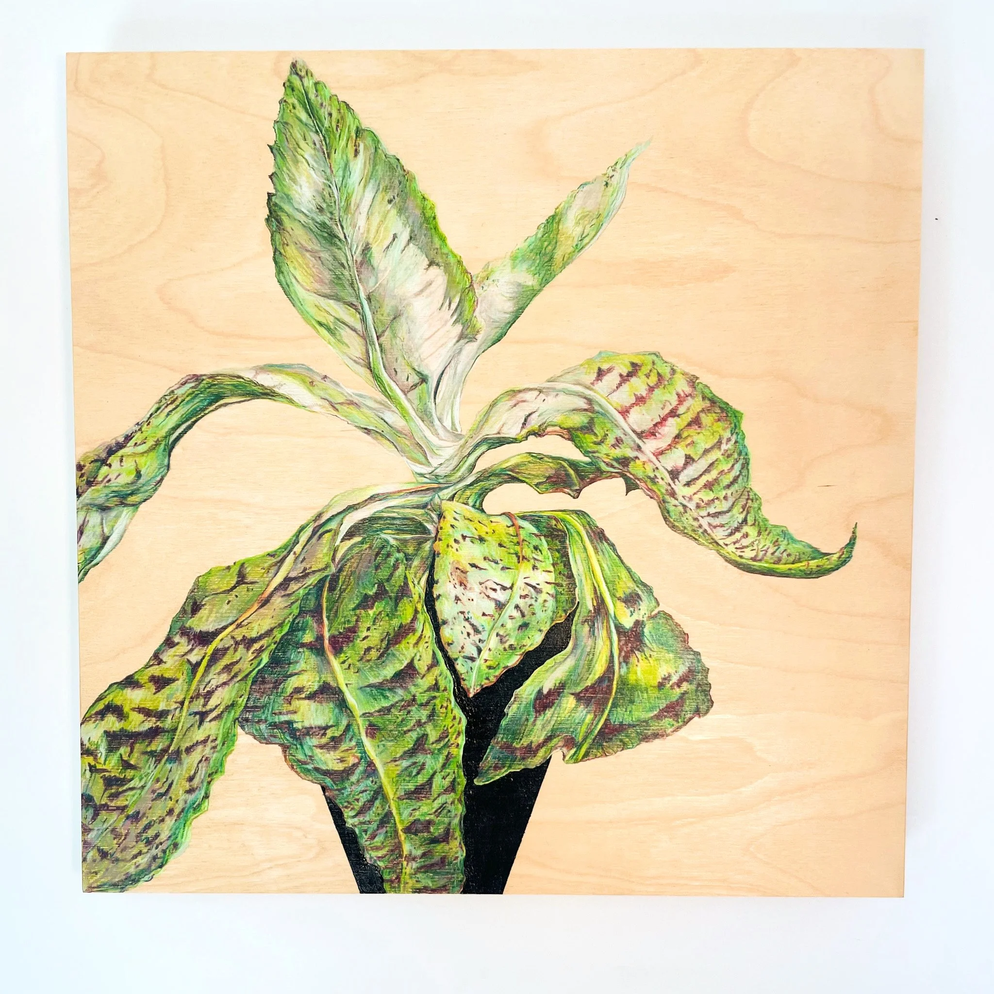   Donkey  , 2024 Pencil and acrylic on wood panel 18"x18"x1.75" $875