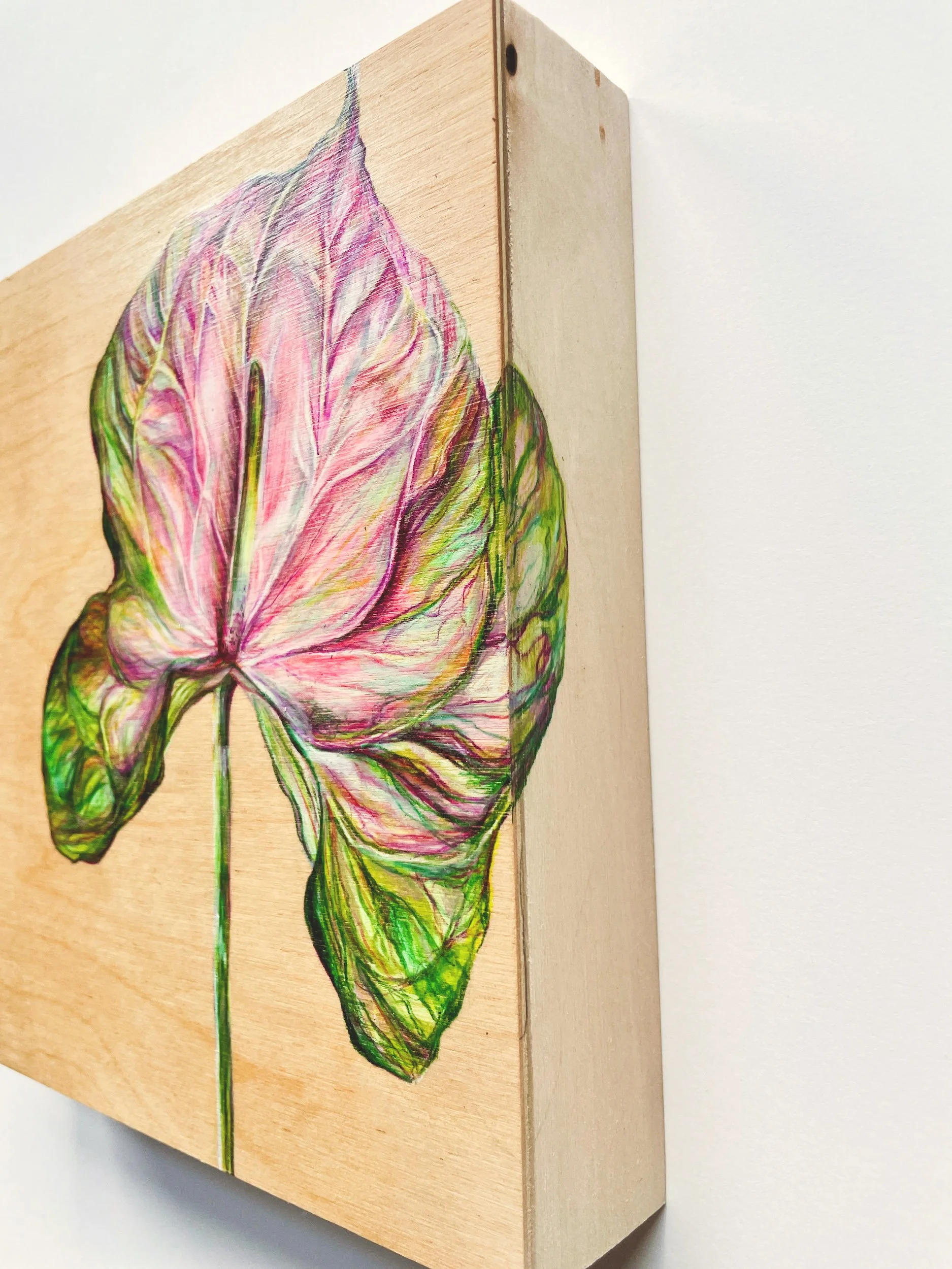  Anthurium  side detail