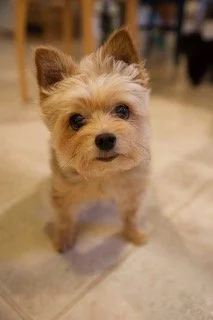 The very first time when I met Kai it was like the universe was telling us to be together in this long journey. With no intention of owning a pet it was like he was let into my world to show me that the world still has hope and love. And in that mome