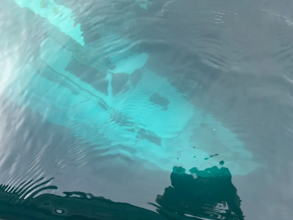 A large shark is submerged in the water beneath the surface.