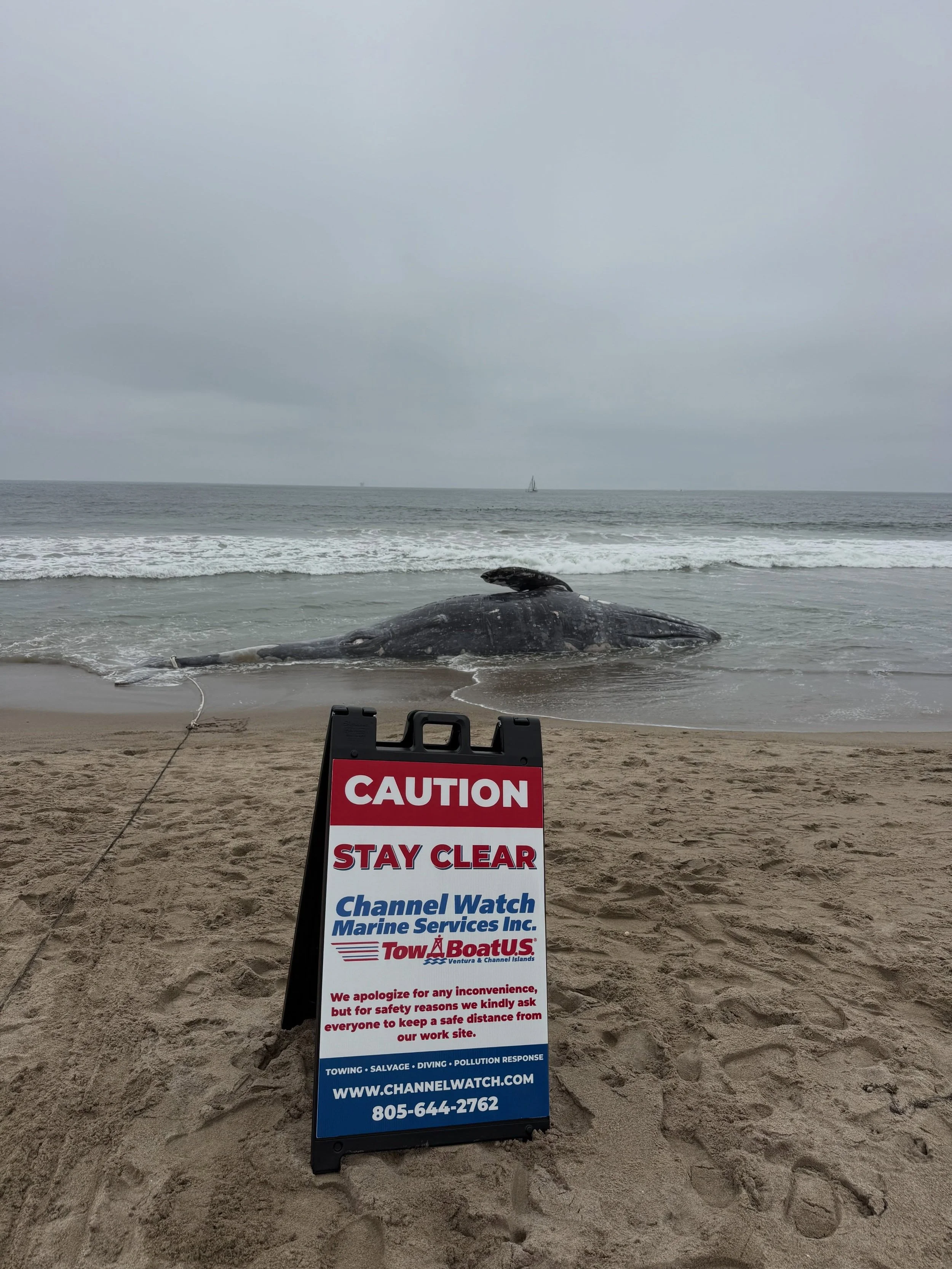 A deceased whale washed ashore on Silver Strand Beach. Our team recovered it and towed it 30nm offshore where it can decompose naturally, sink, and create a thriving natural ecosystem described in a process called whale fall.

When a whale dies, it e