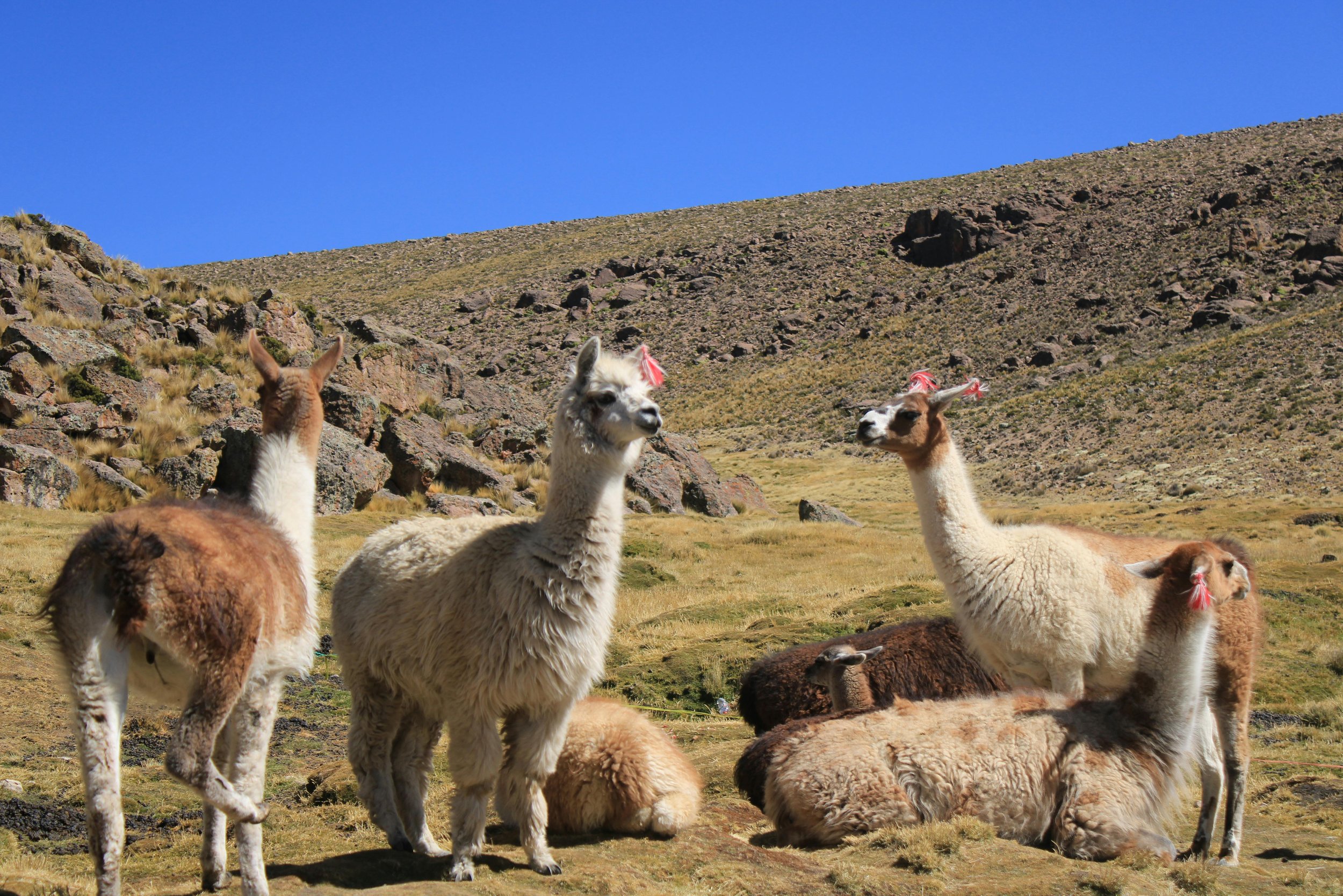 Why Choose Alpaca Wool?