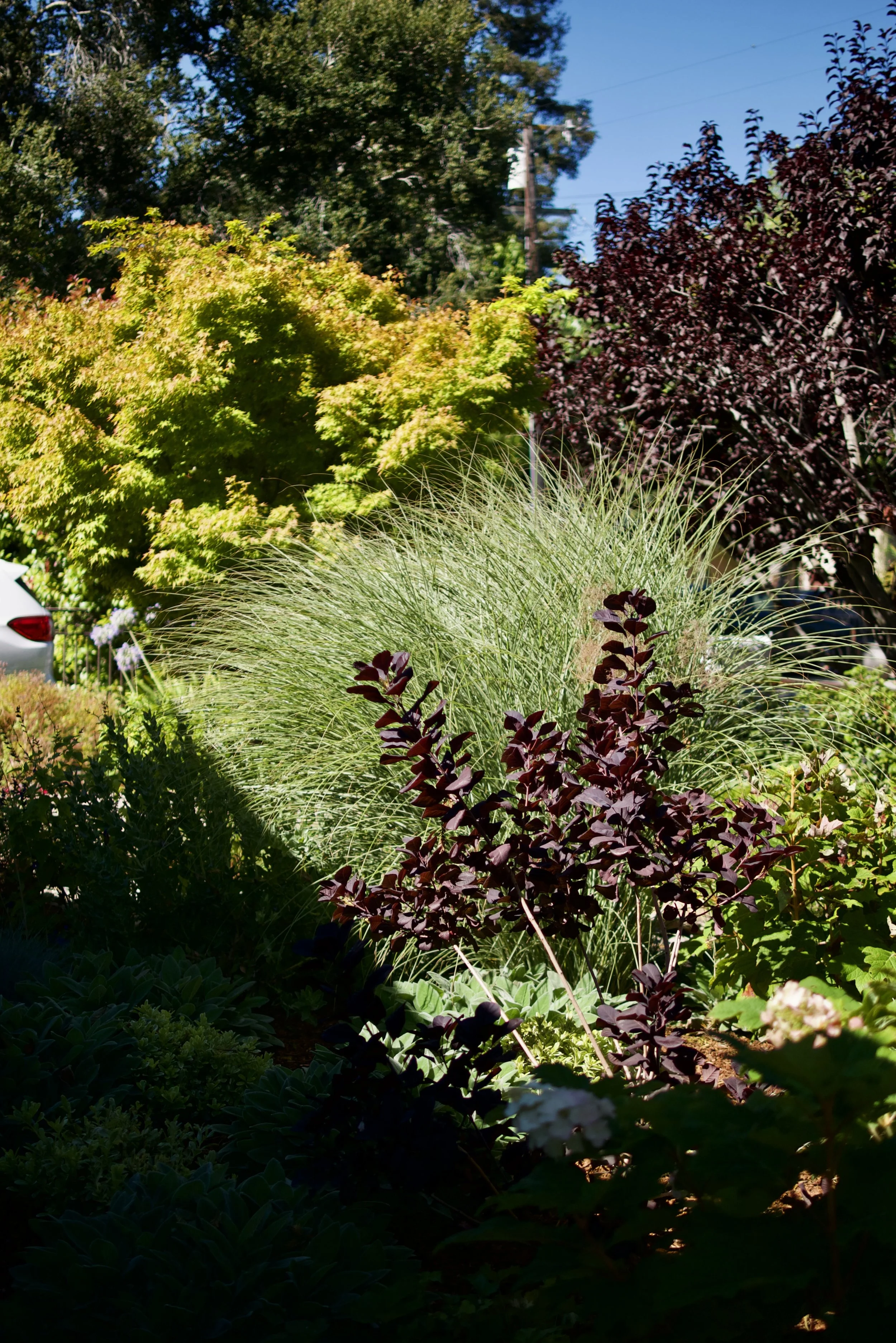 Redwood City Green Pocket Garden