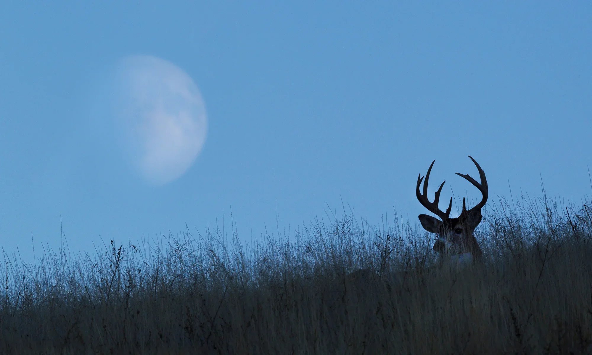 BUCK MOON PRIVATE SALE
