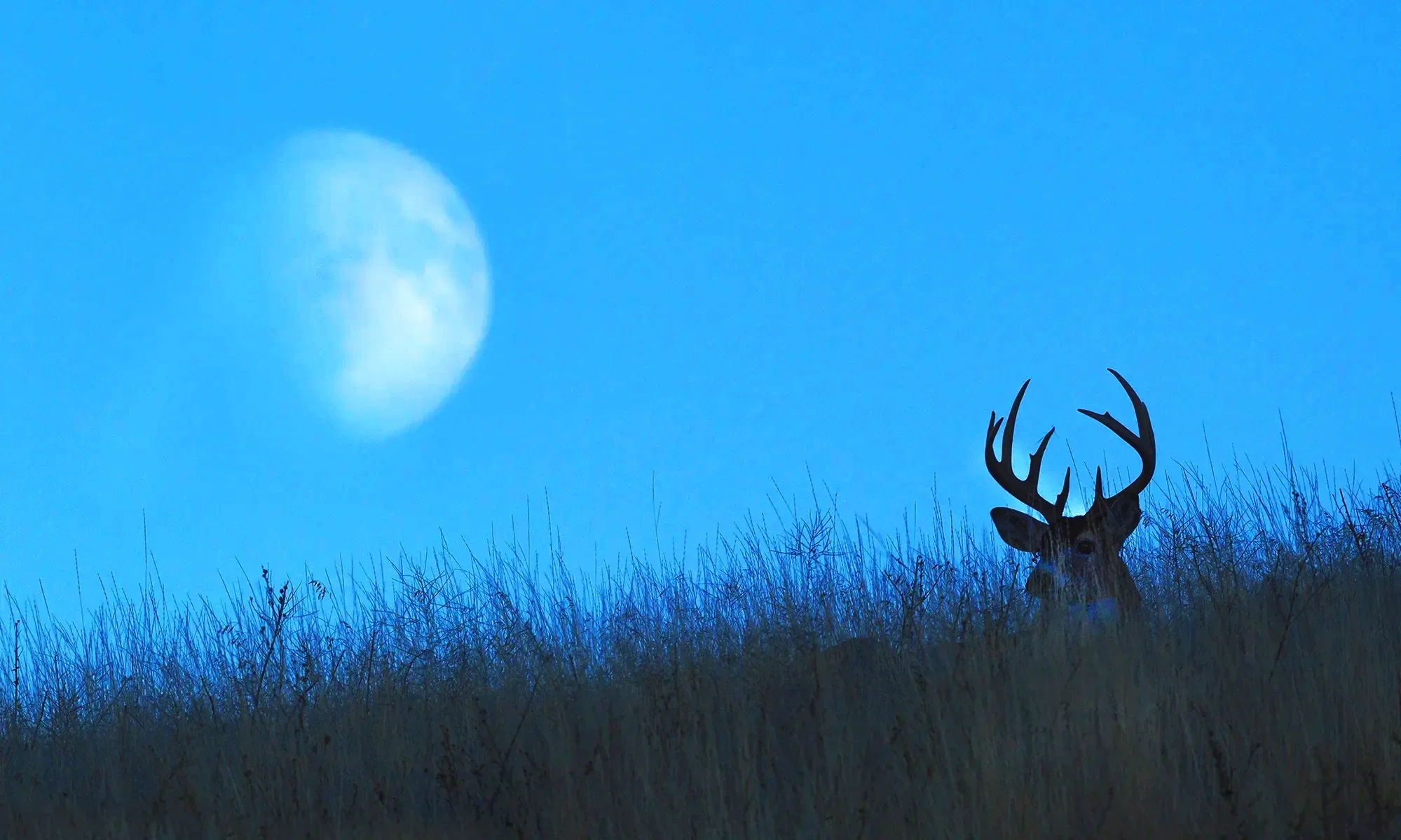 buckmoon.webp