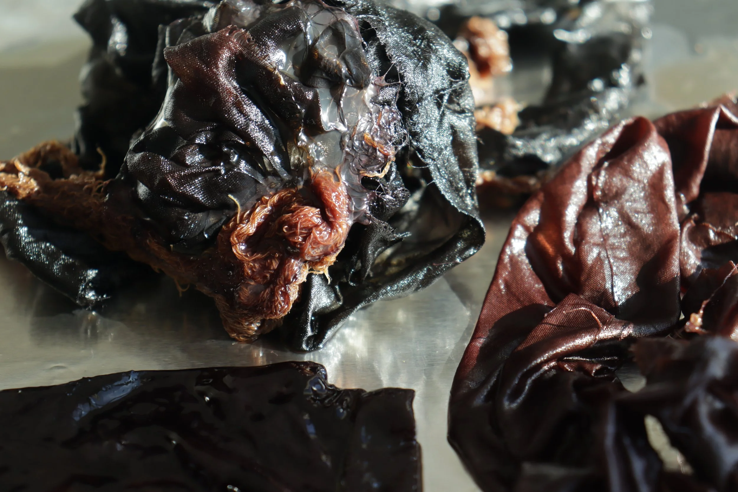 Silk & Scoby in logwood