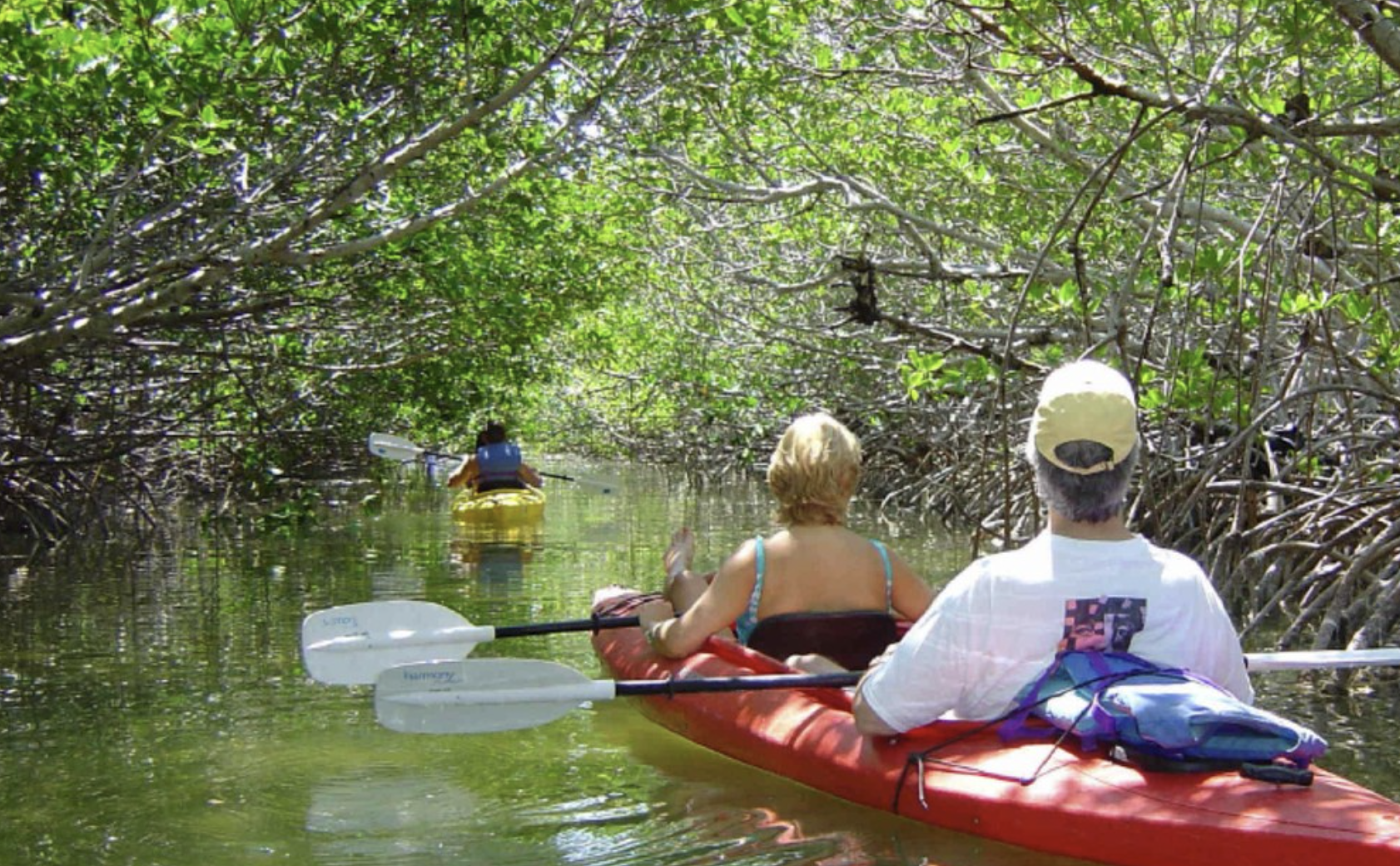 People kayaking through mangroves during an eco tour in Key West