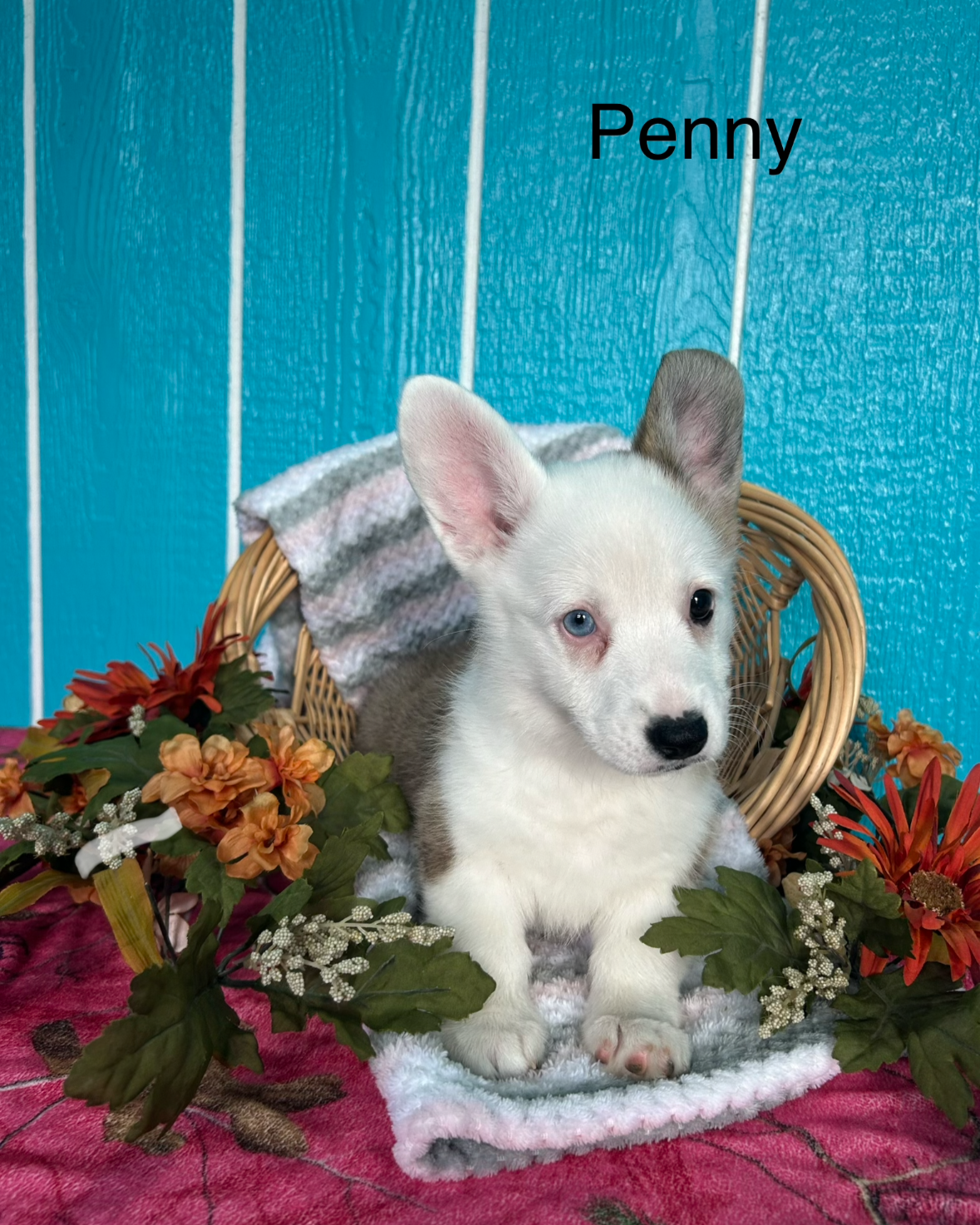Penny