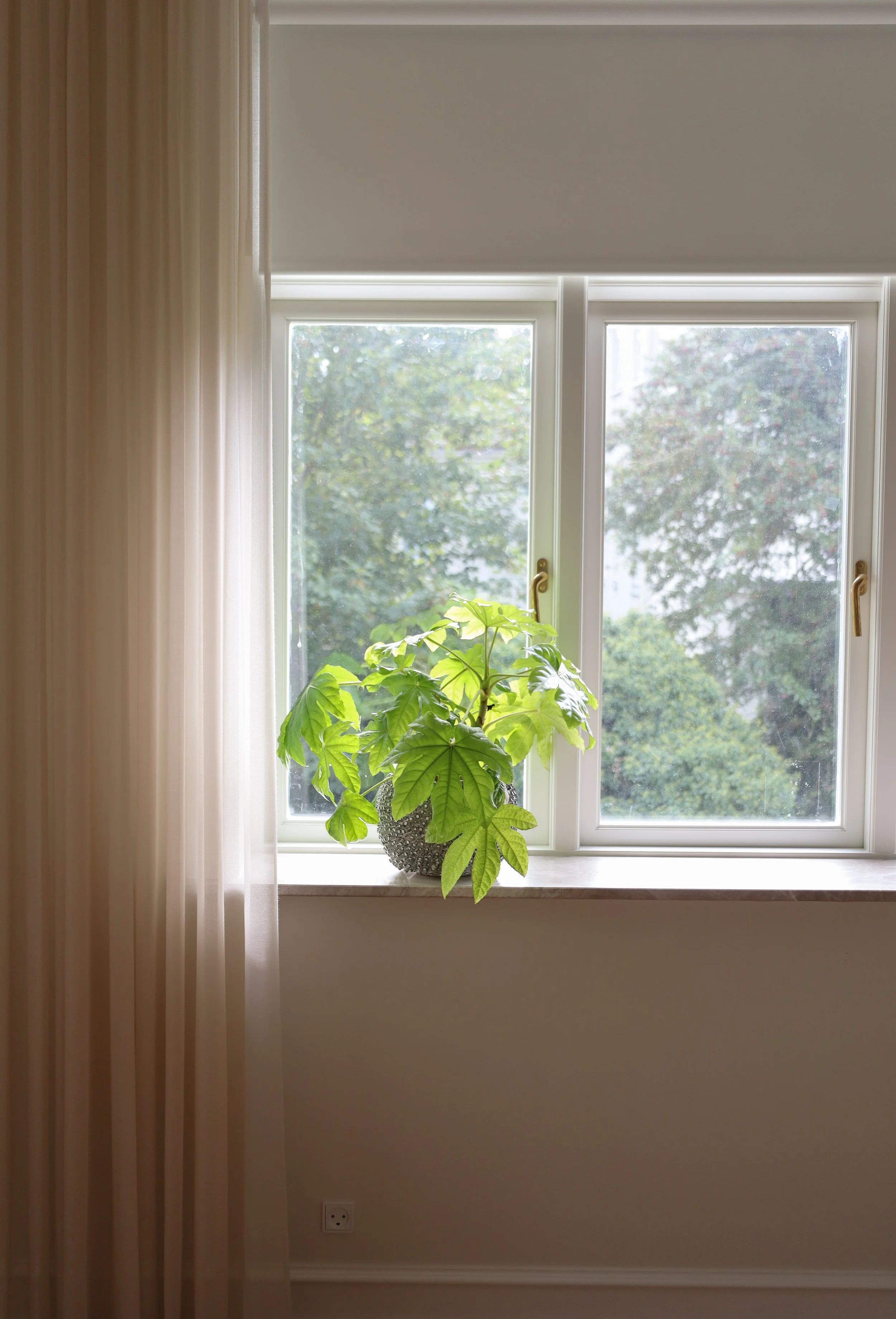 Gardiner i vinduskarm med blomst og rullegardin
