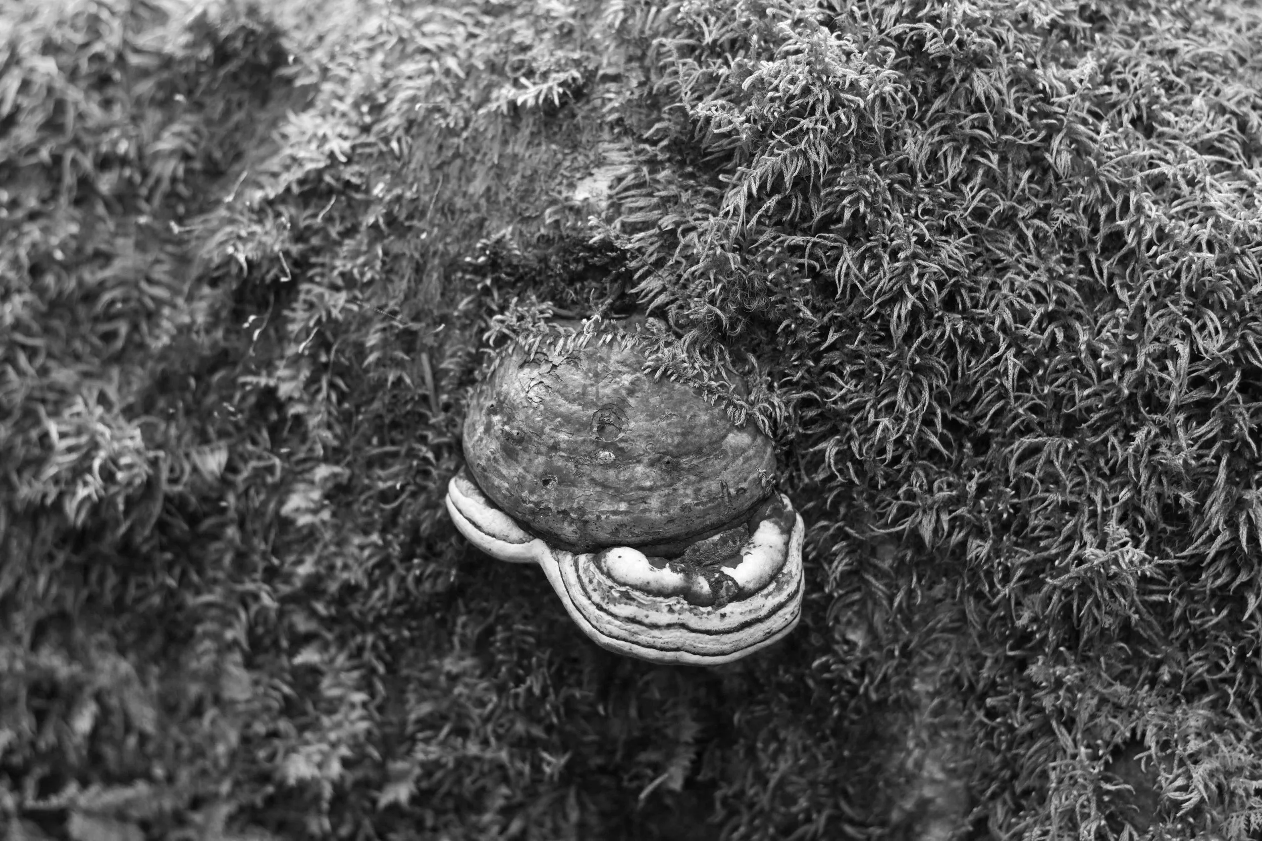 _MG_0809.jpg