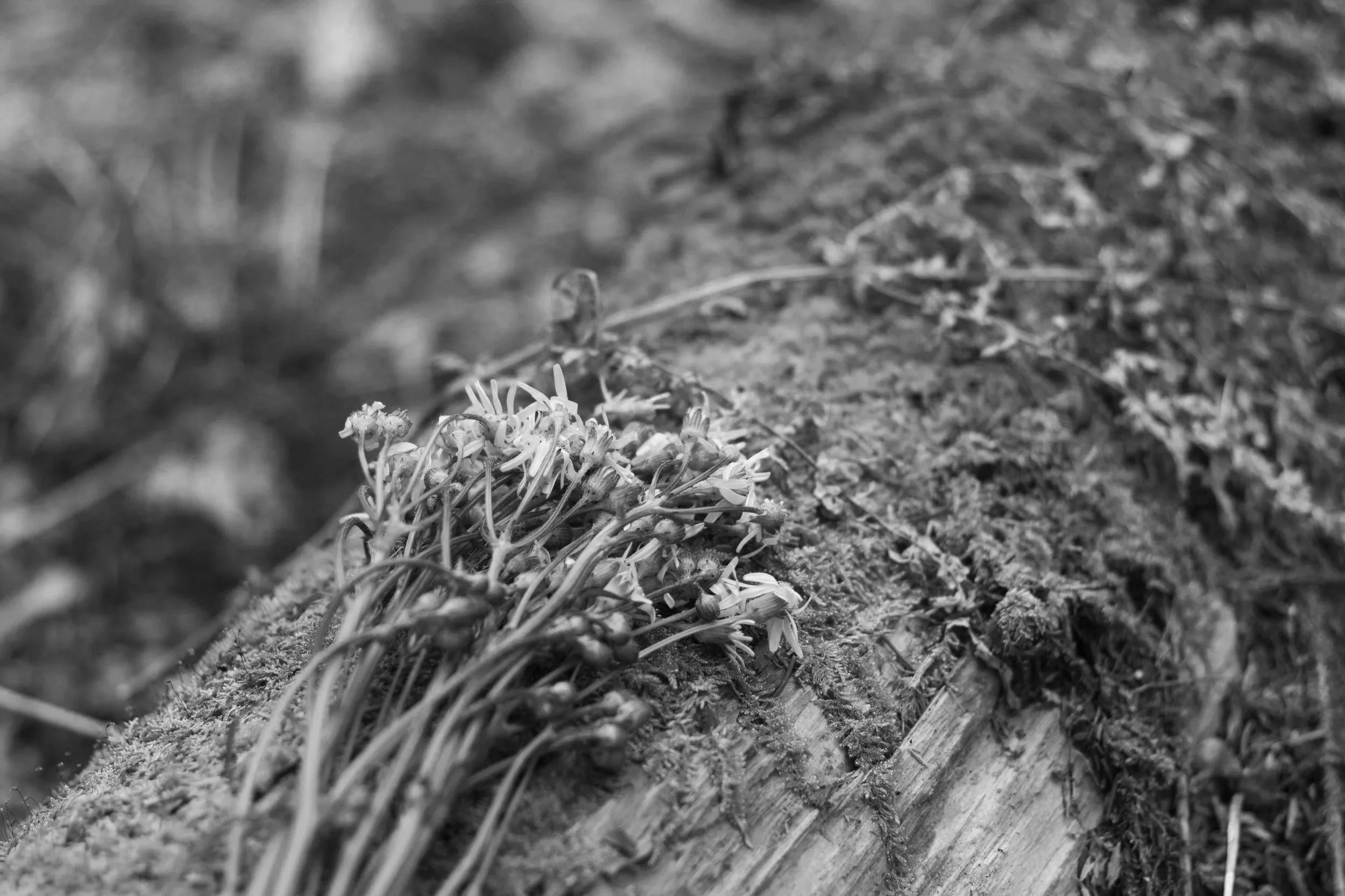 _MG_0805.jpg