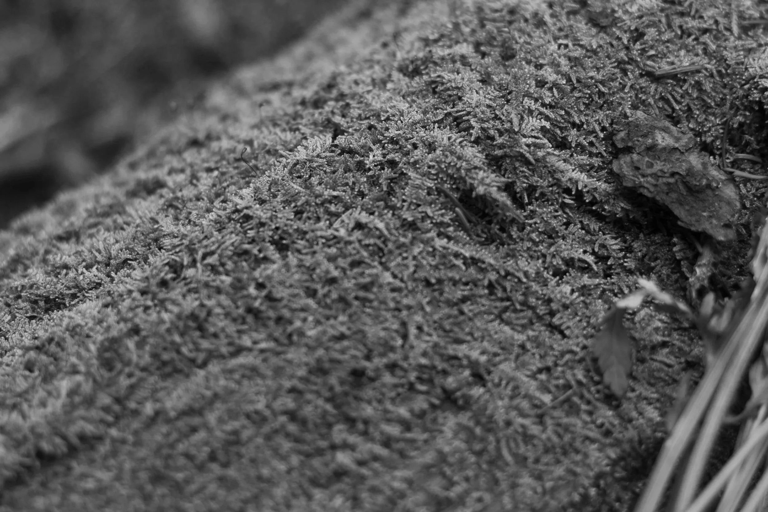 _MG_0806.jpg