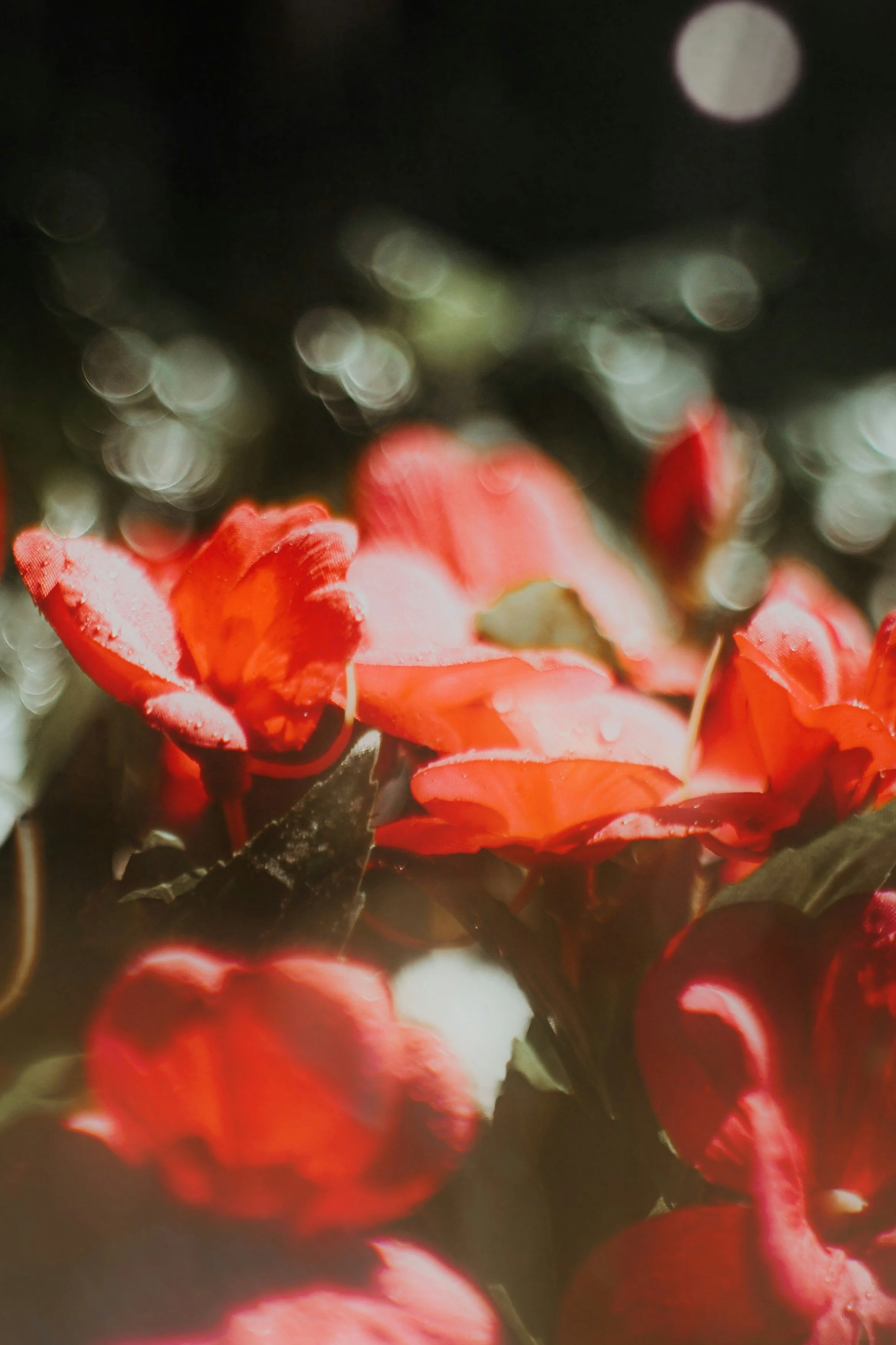 Close-up of red flowers with a bokeh background in the dark.