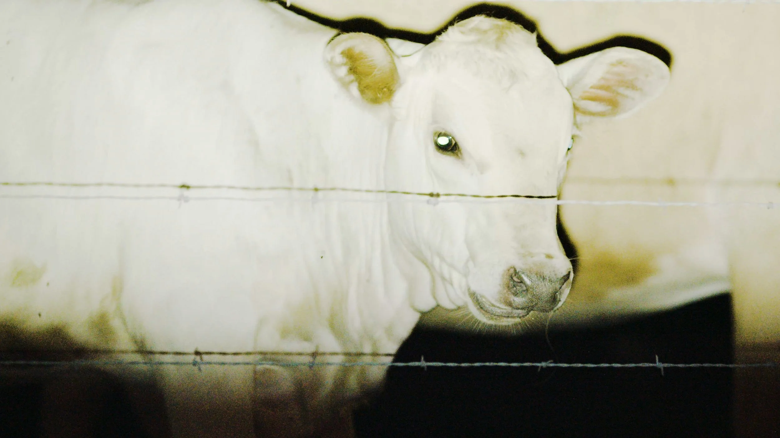 still of a calf from the yhwh nailgun film magazine