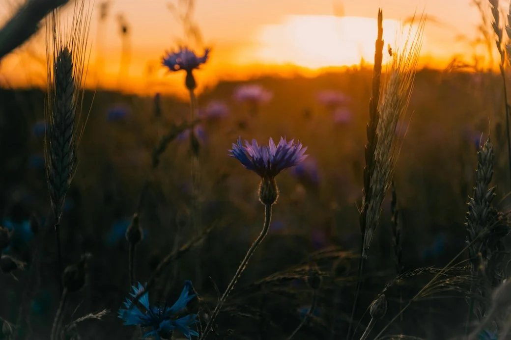 The Late Summer Palette: How Color And Scent Shape The Season’s Mood