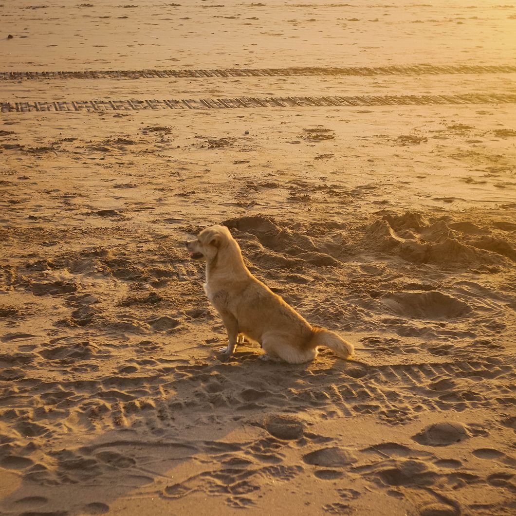 small dog enjoying the beach during sunset