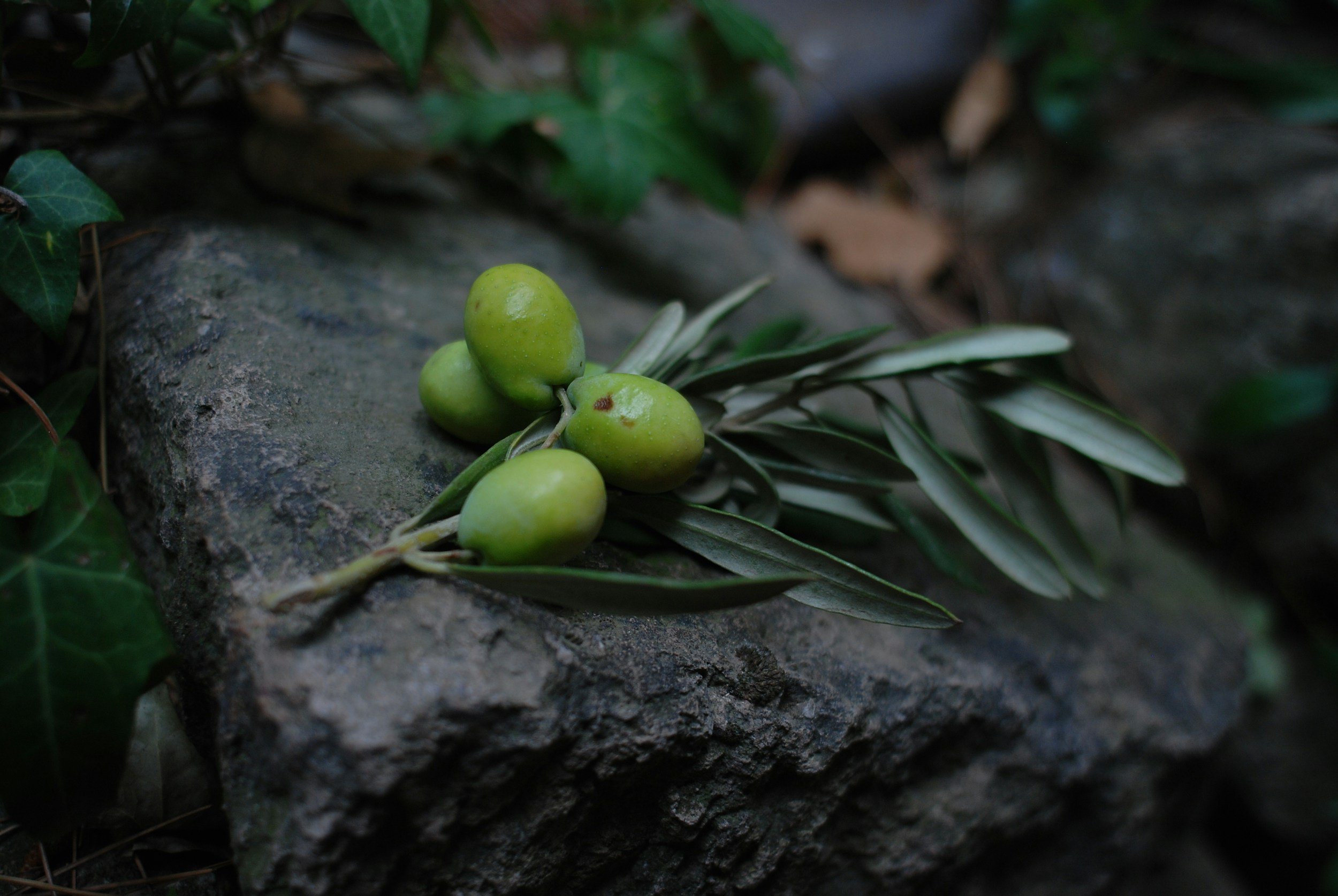 Why do we use just Olive Oil?