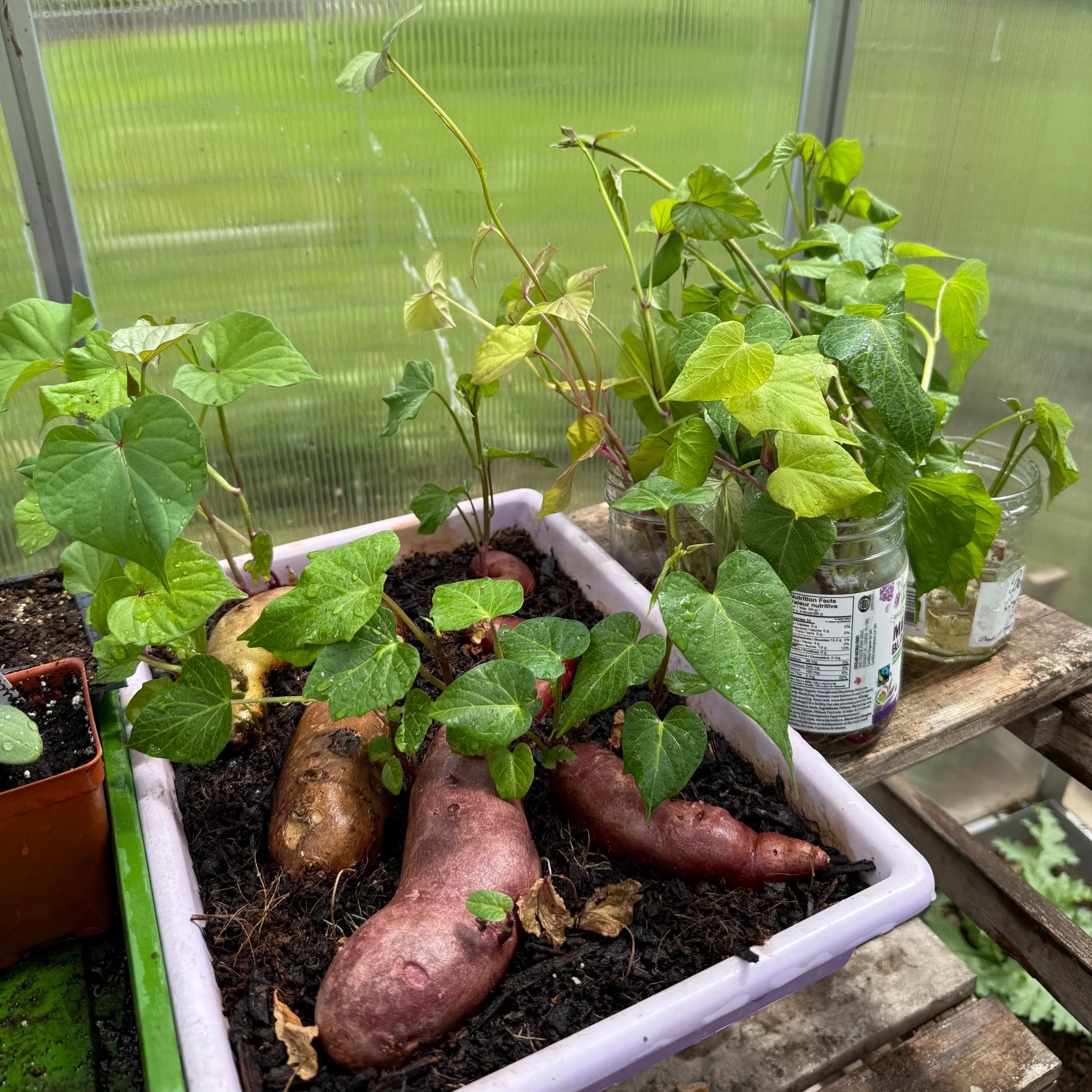 Growing Sweet Potatoes
