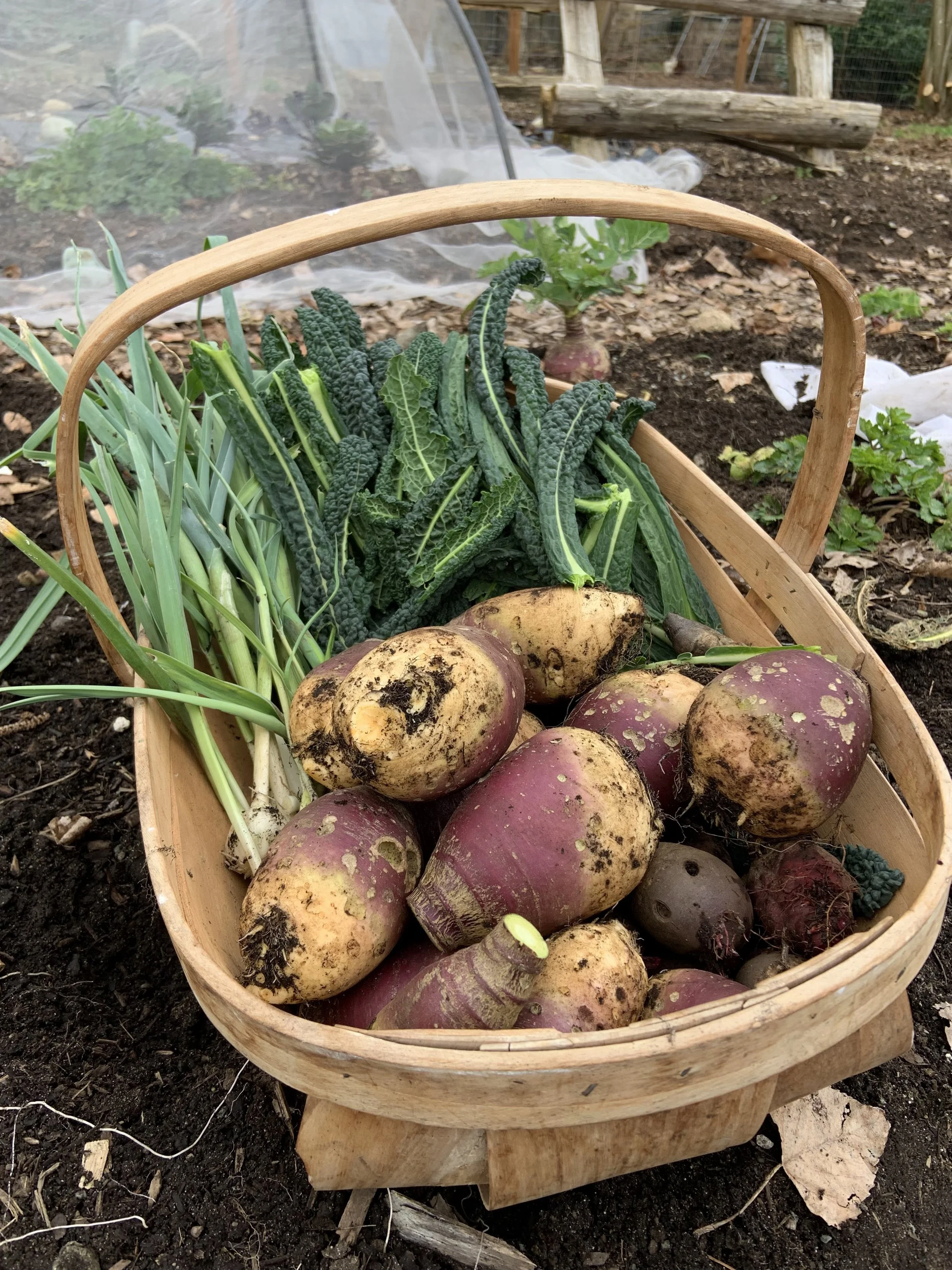 Overwintering Vegetables