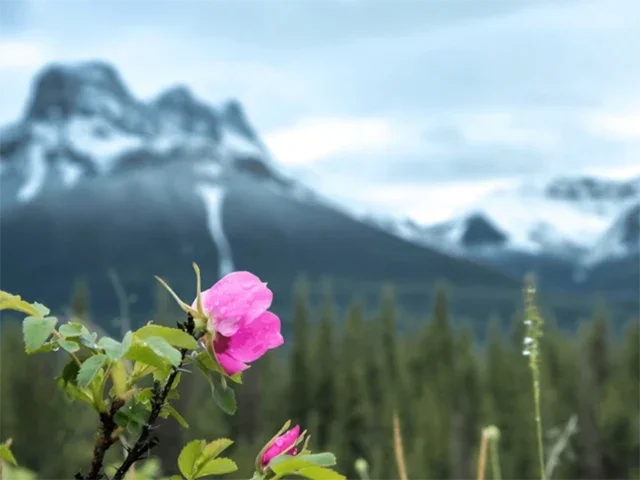 Wild Roses in Canada