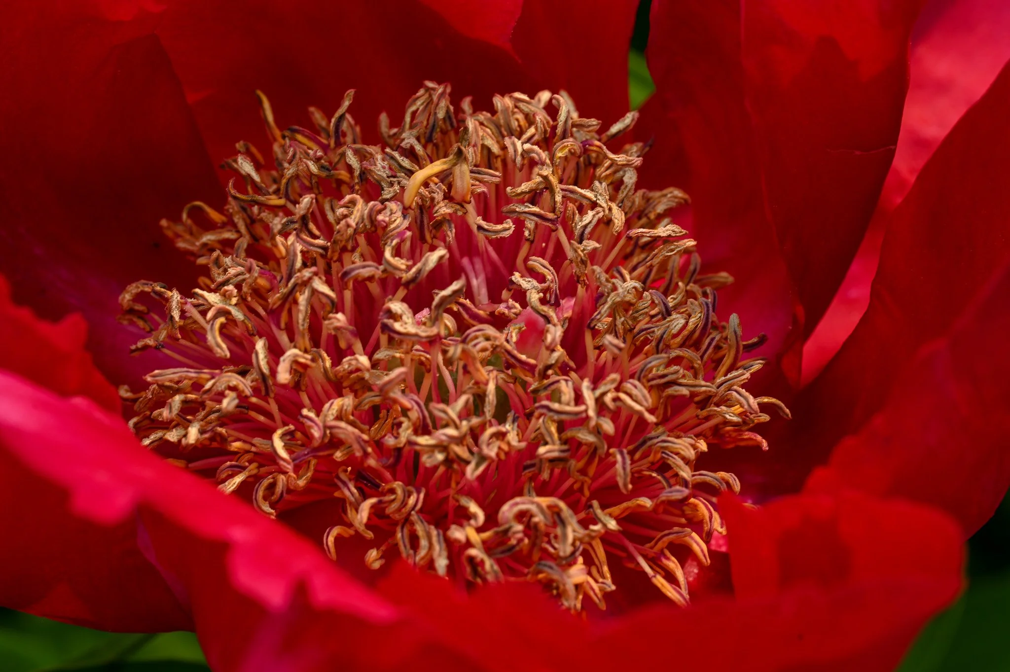 Close-up of a red flower center showing intricate stamens and petals.