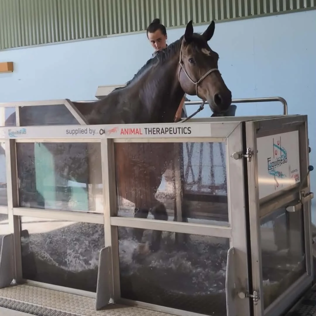 A horse starting rehabilitation using a water treadmill after an injury.