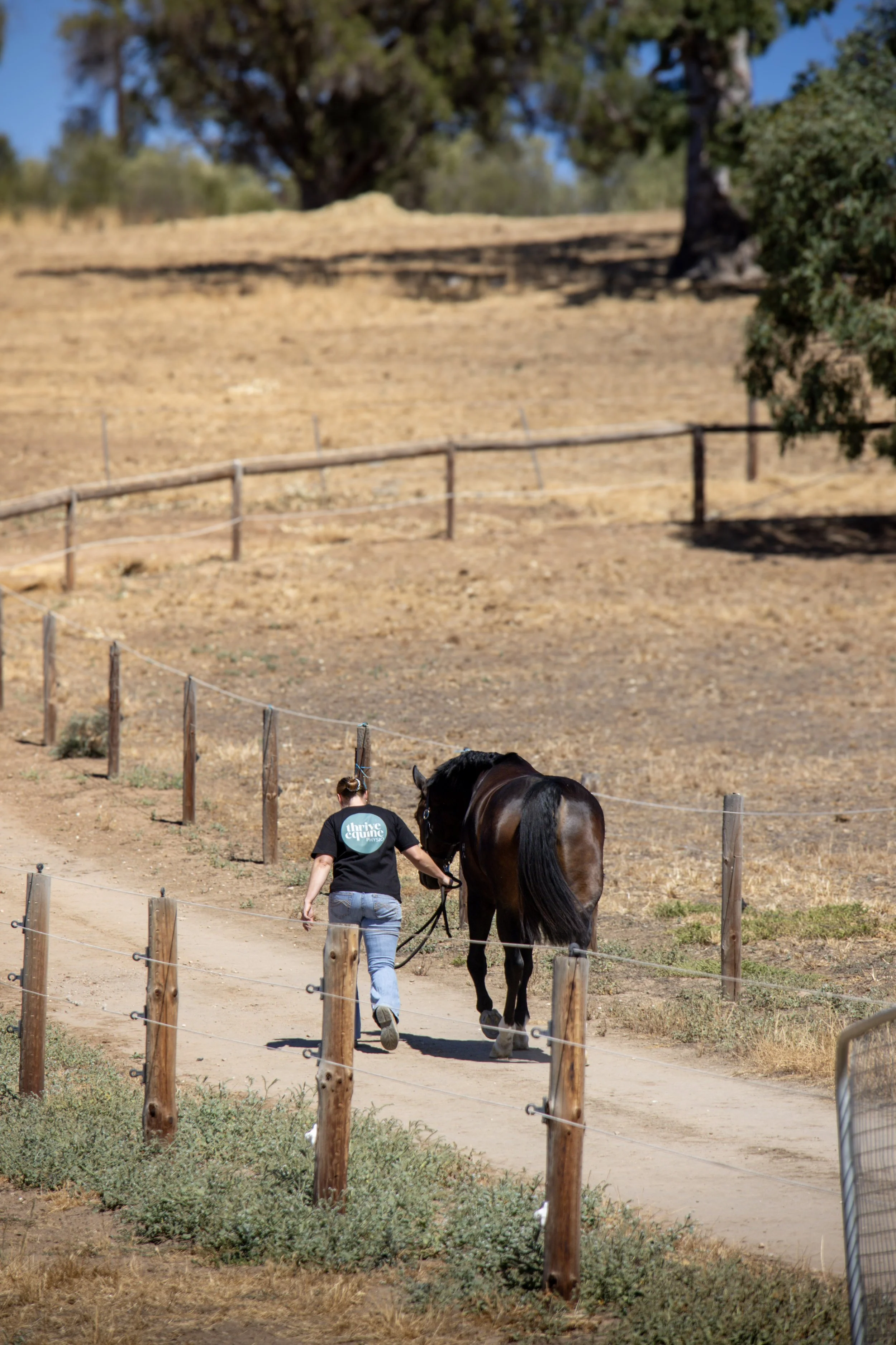 A horse completing their rehabilitation program doing in-hand hill work to support injury recovery.