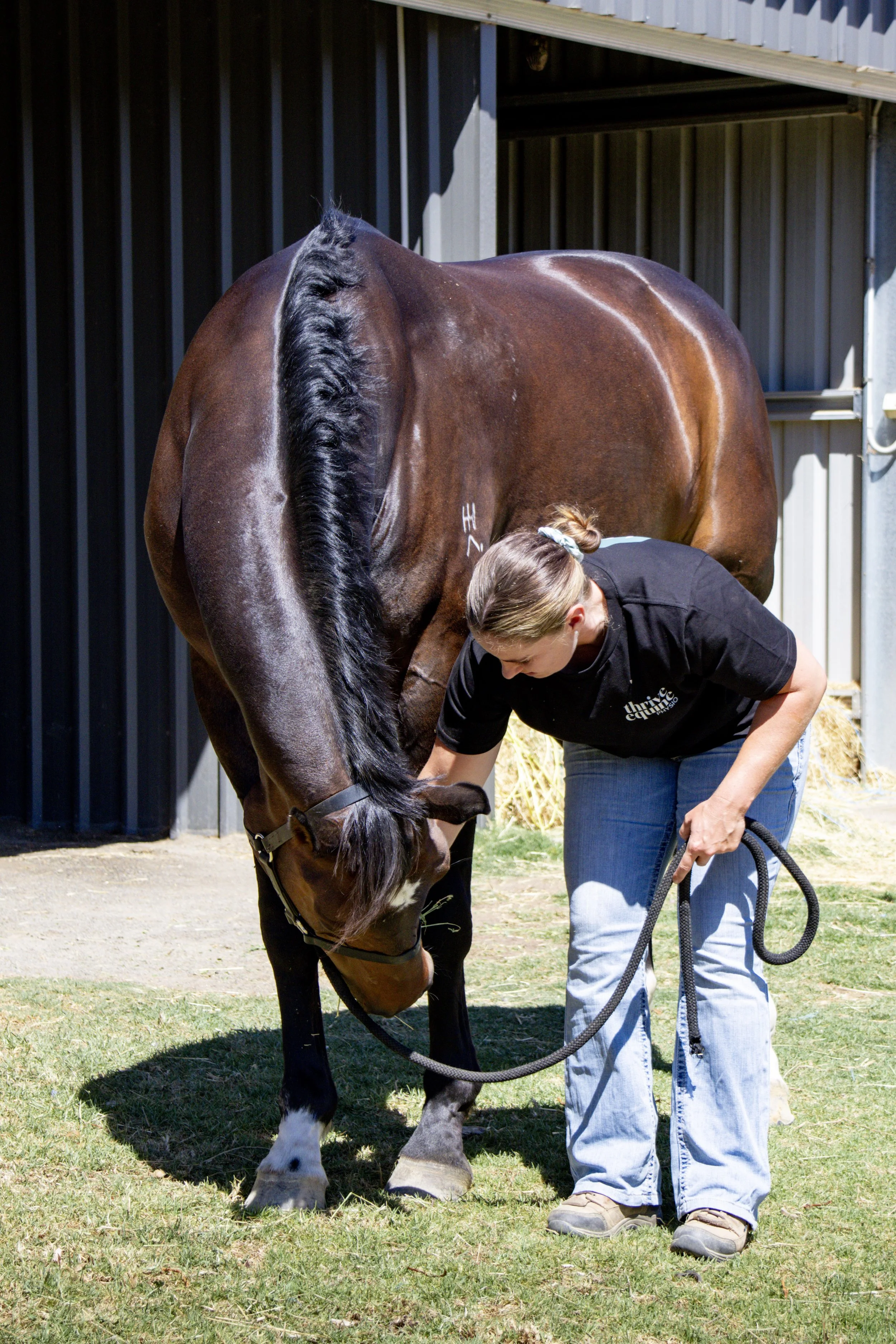A horse performing carrot stretches as part of their rehabilitation program performed at Thrive Equine Physio.