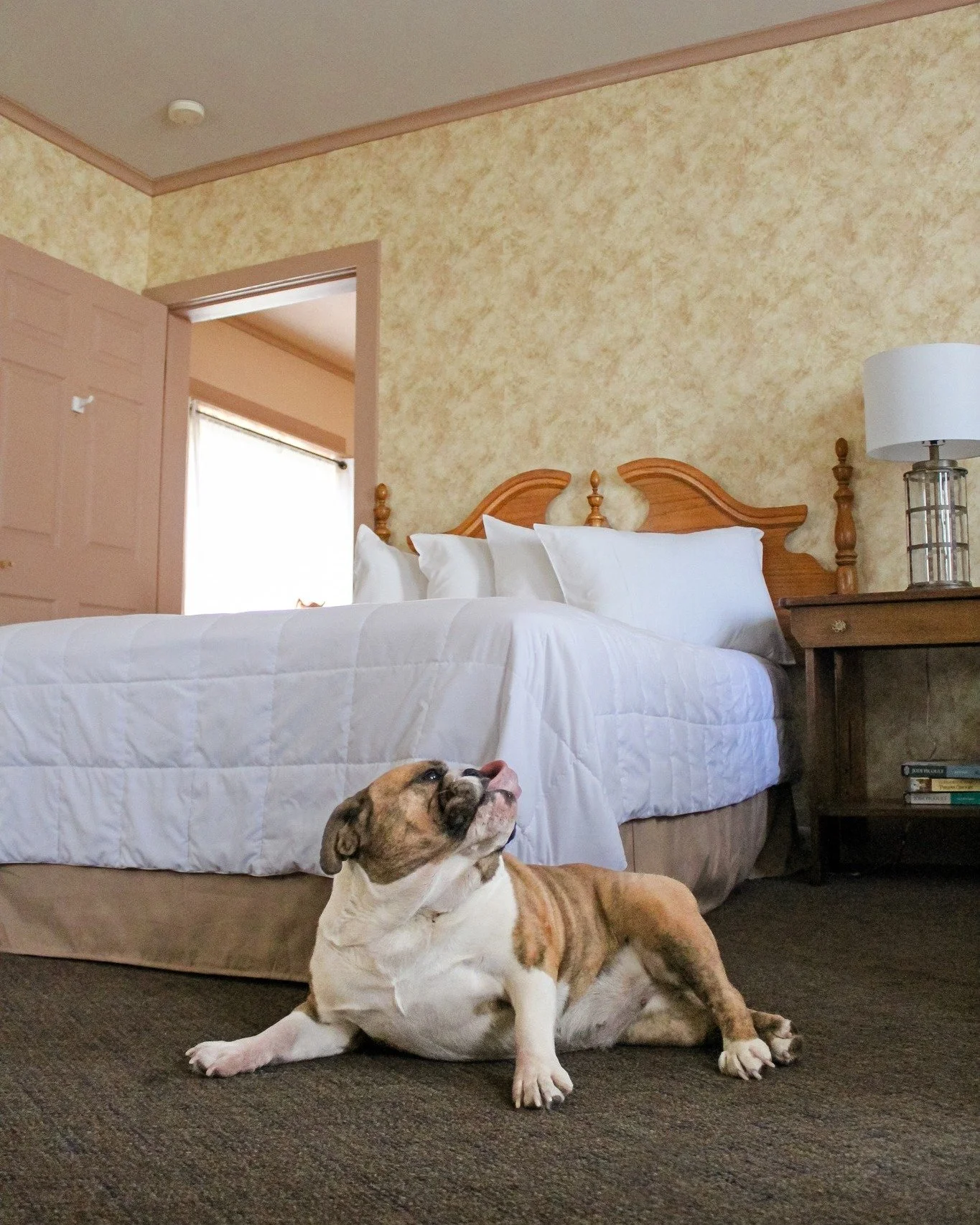 With heavy hearts, we&rsquo;re remembering June Carter 🤍

If you were ever inside Fairhaven during renovations, there&rsquo;s a good chance you met June. She was always there&mdash;wandering through dust beneath the beams, supervising tile choices, 