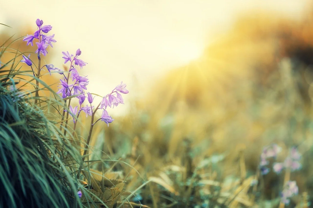 Spring Equinox (4:19)